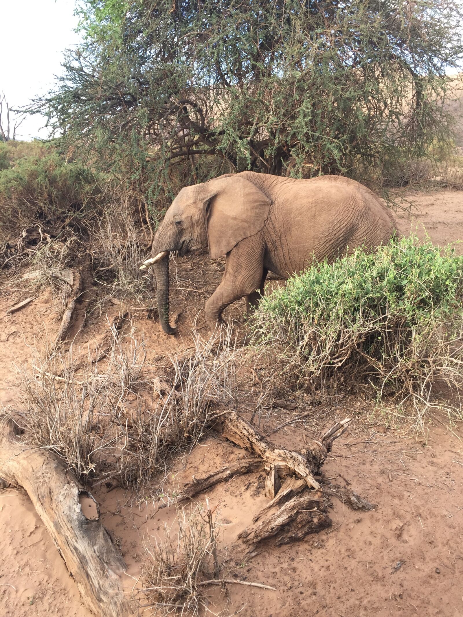 iPhone 6 Plus back camera 4.15mm f/2.2 sample photo. Kenya, animal, africa photography