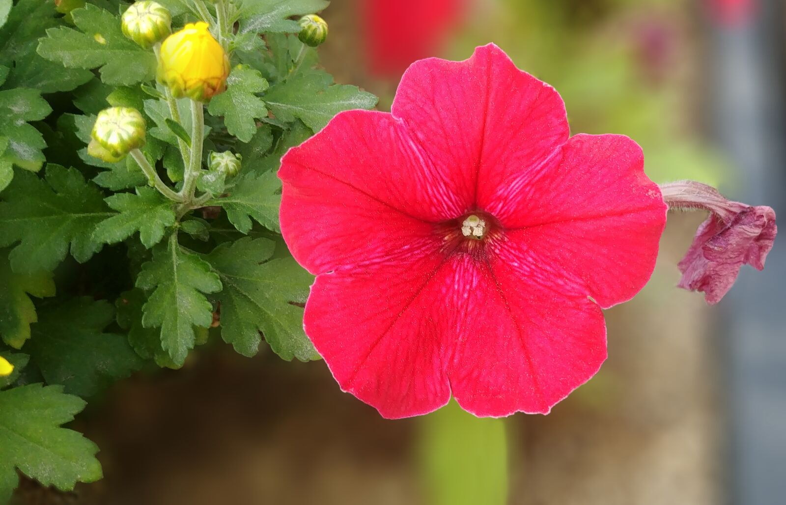 LG G6 sample photo. Petunia, red flower, beautiful photography