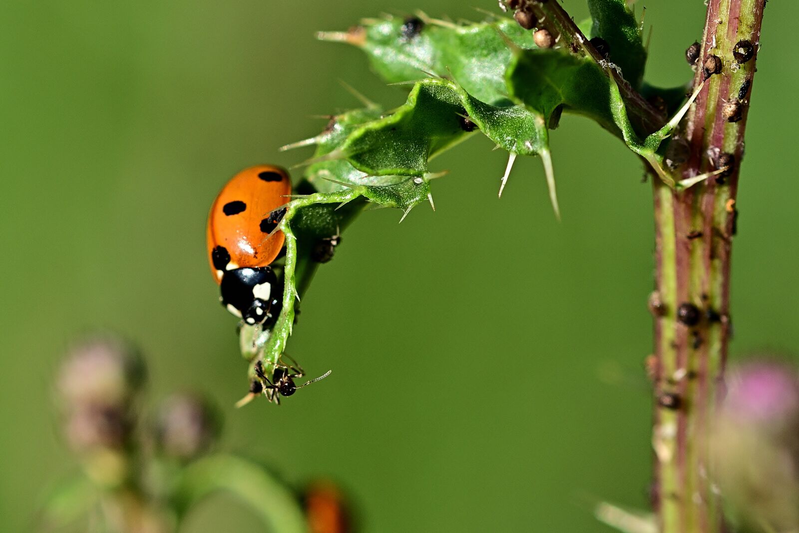 Nikon D5200 sample photo. Ladybug, ant, thistle photography