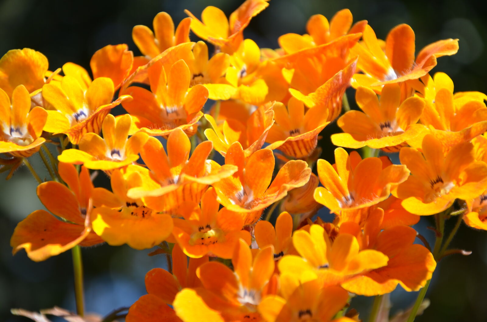 Nikon D7000 sample photo. Orange, flowers photography