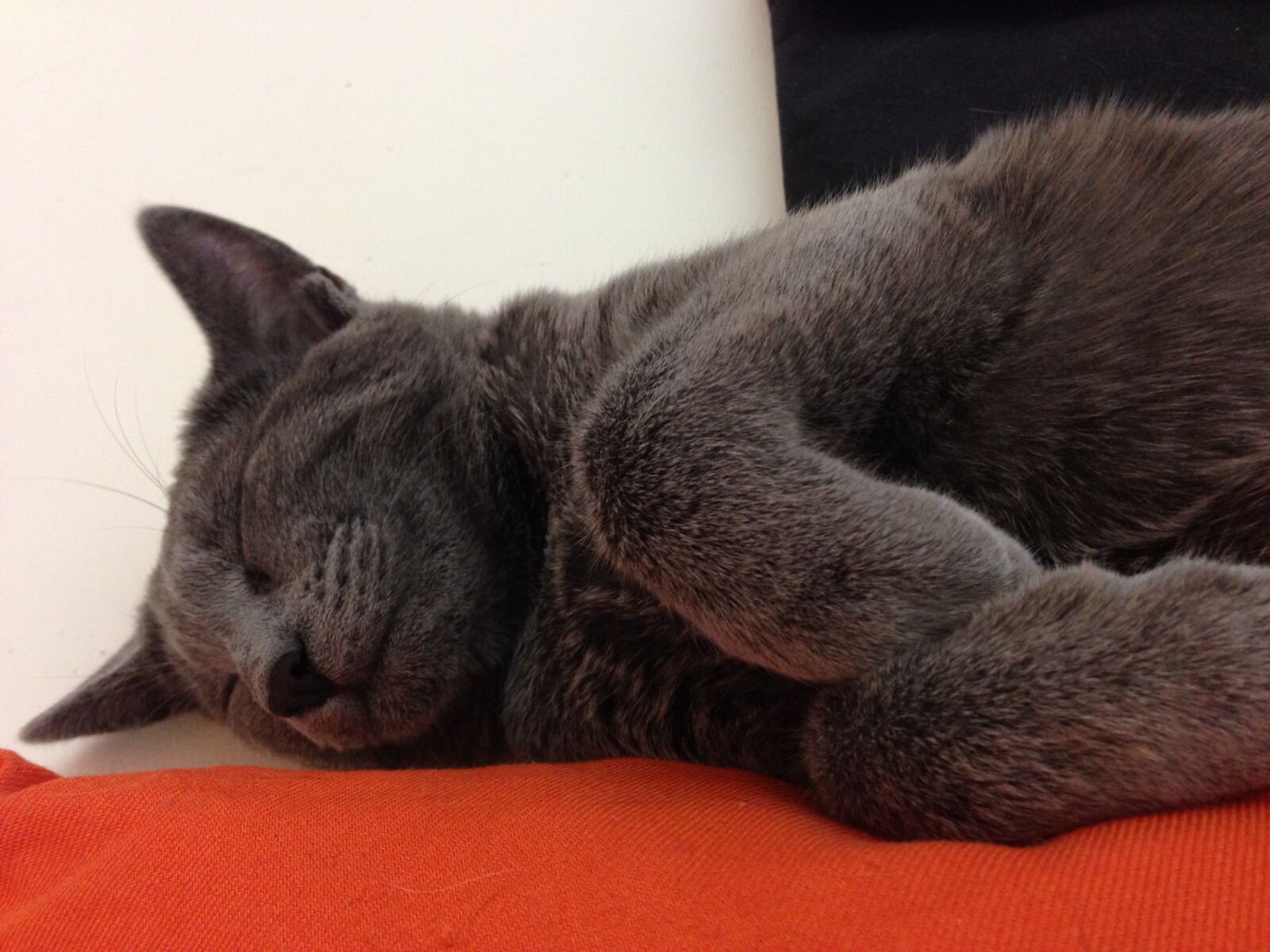 iPhone 5 back camera 4.12mm f/2.4 sample photo. Cat, sleeps, rests photography