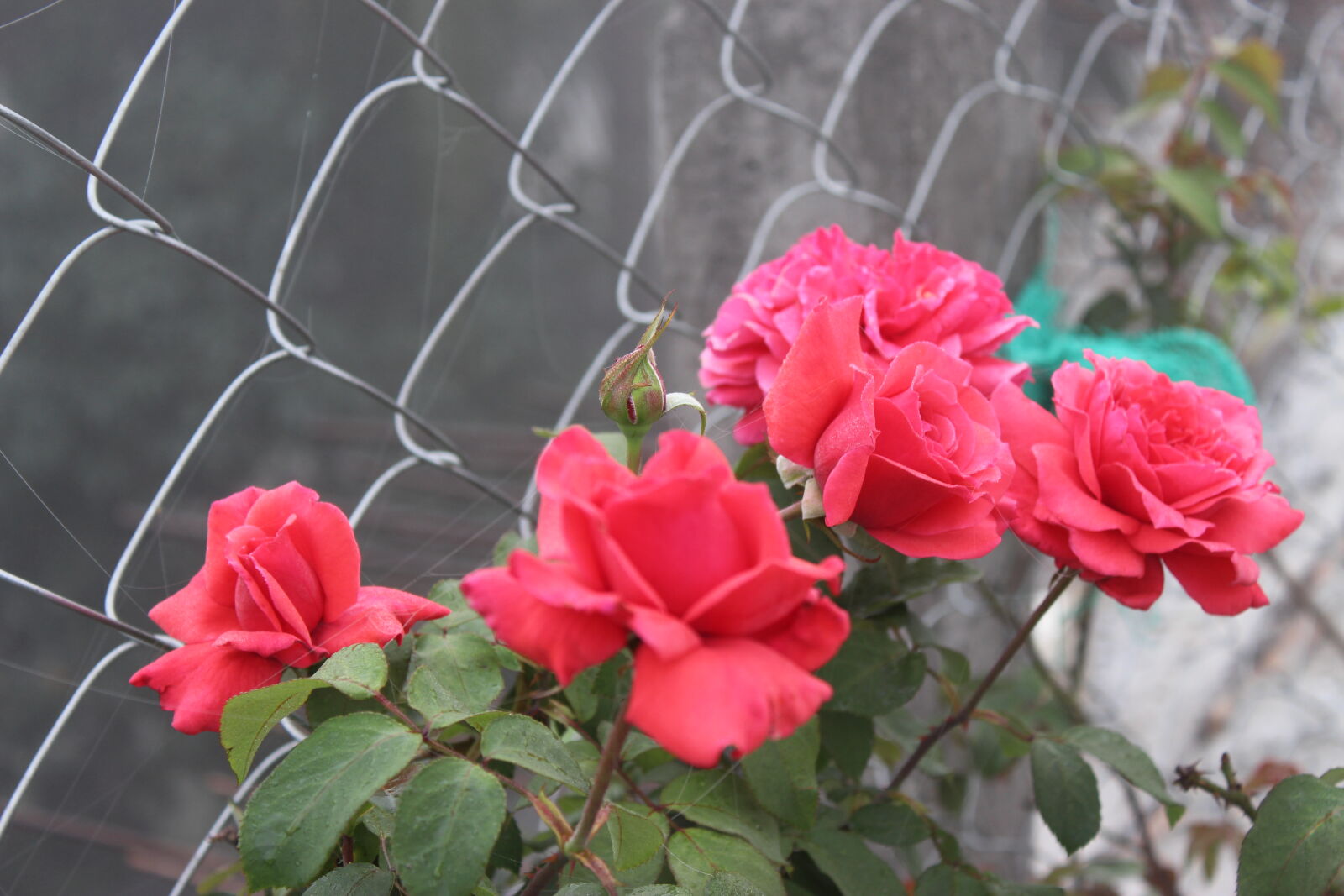 Canon EOS 700D (EOS Rebel T5i / EOS Kiss X7i) sample photo. Click, of, babl photography