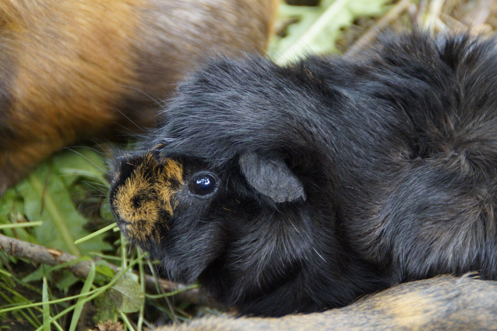 Sony SLT-A58 sample photo. Guinea pig, cute, rodent photography