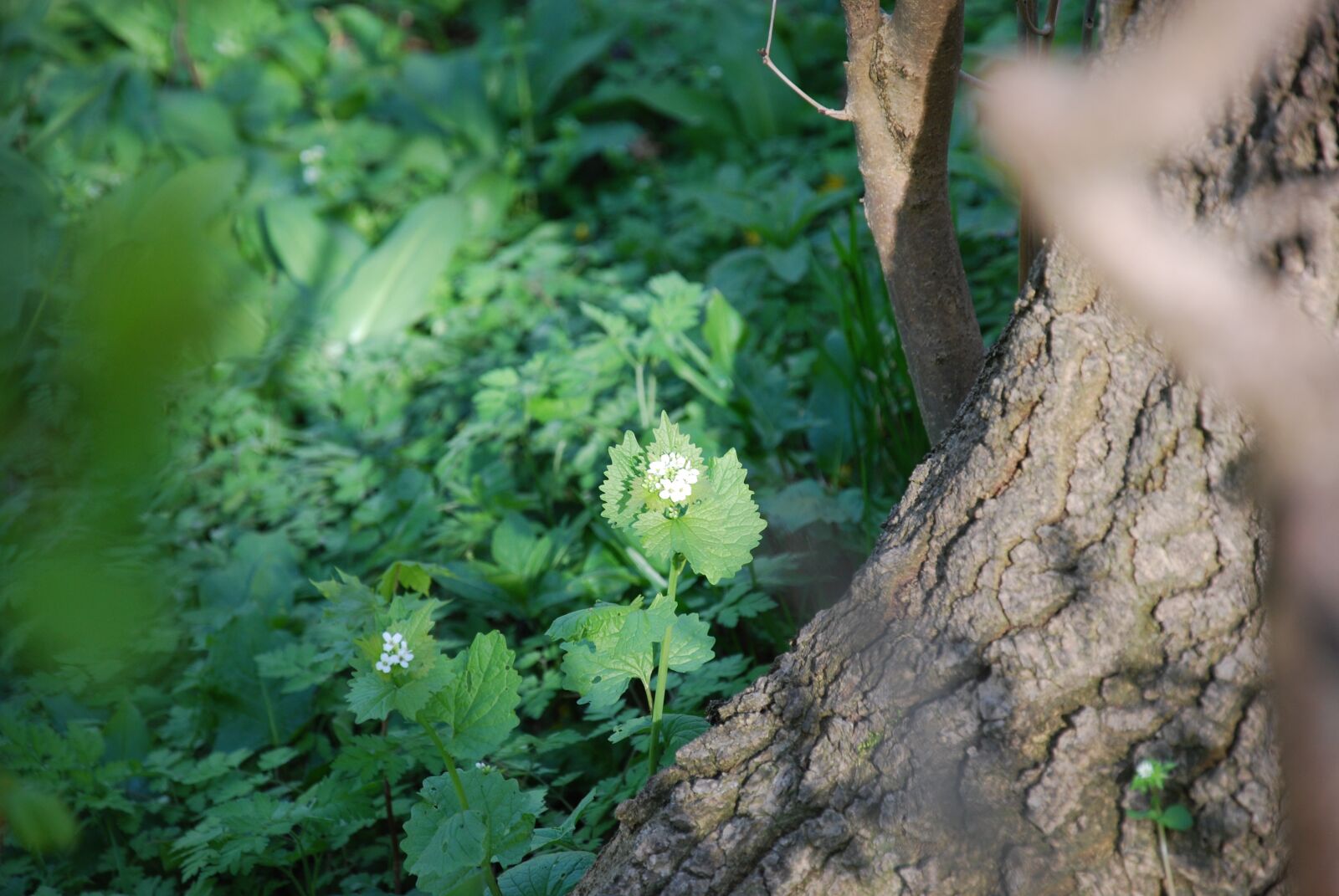 Nikon D60 sample photo. Spring, forest, resin photography