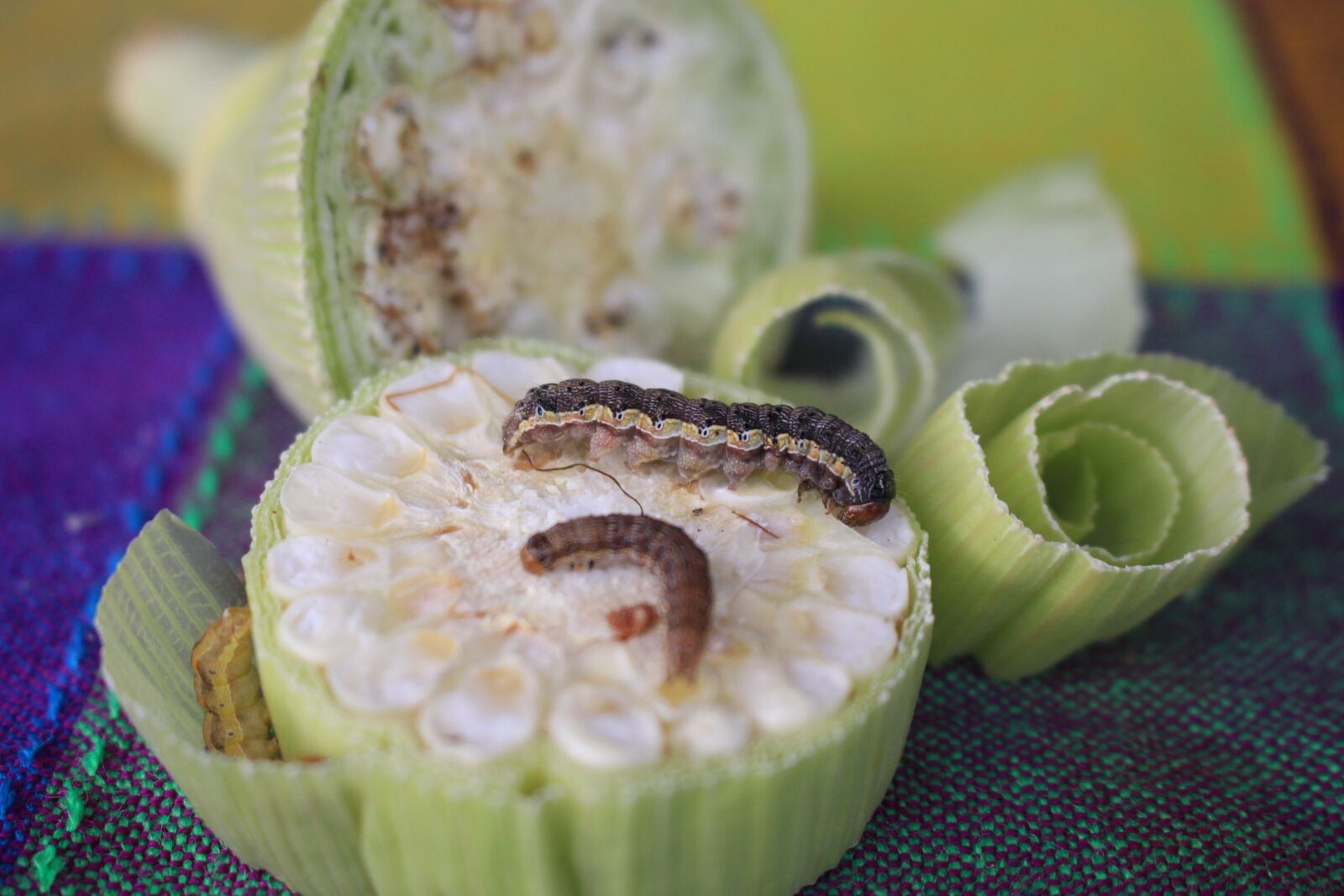 Canon EOS 700D (EOS Rebel T5i / EOS Kiss X7i) sample photo. Cob, corn, insect photography