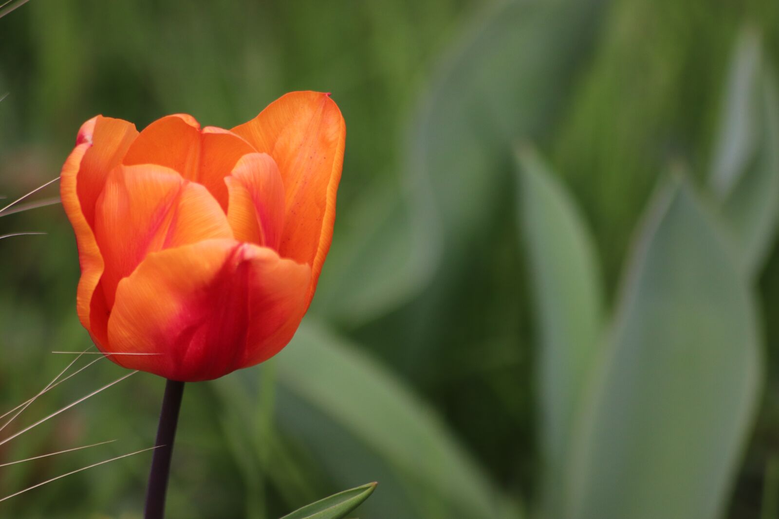 Canon EOS 800D (EOS Rebel T7i / EOS Kiss X9i) sample photo. Tulip, color orange, plants photography