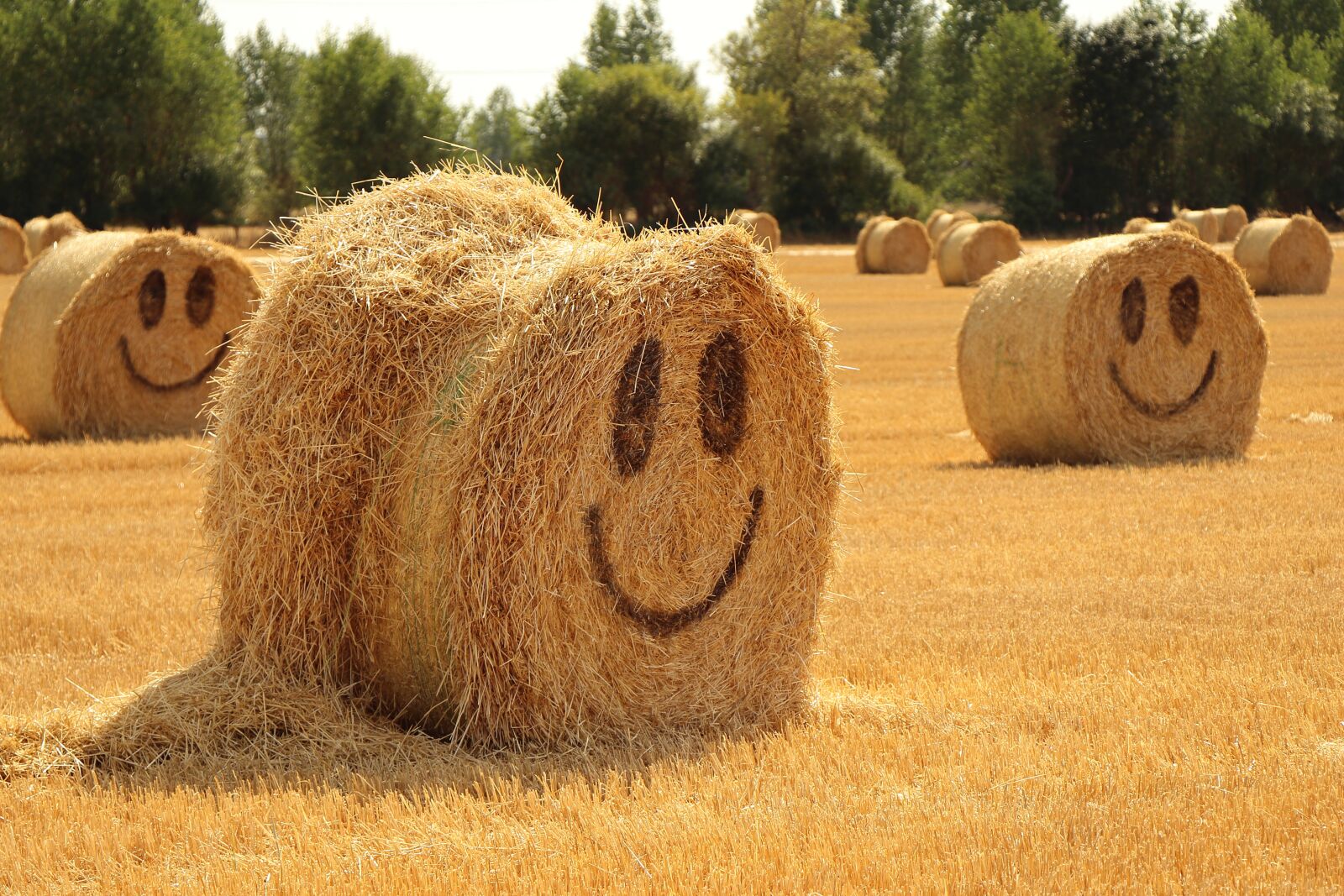 Canon EOS 77D (EOS 9000D / EOS 770D) sample photo. Straw, halmballe, agriculture photography