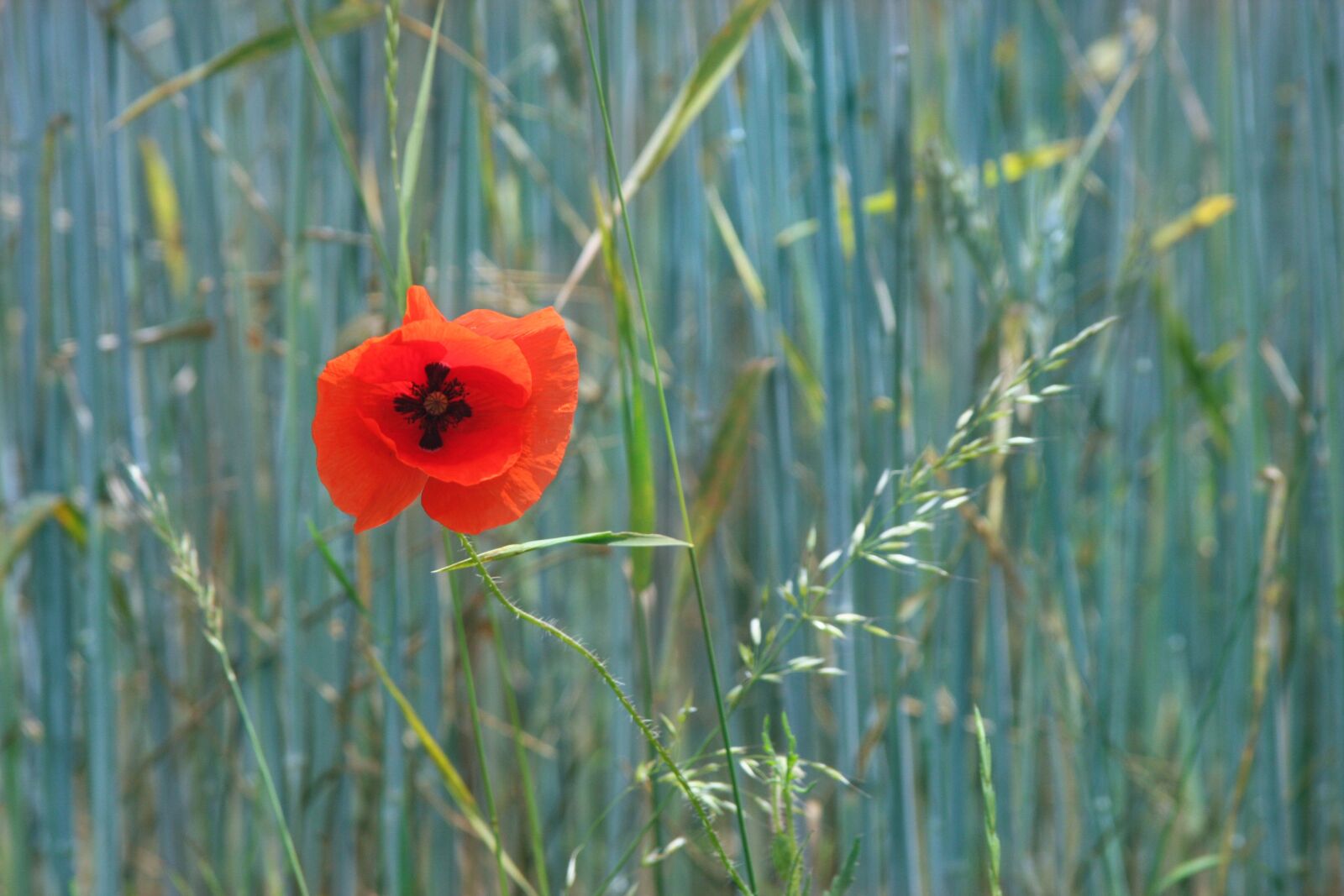 Canon EOS 40D sample photo. Poppy, contrast, flower photography
