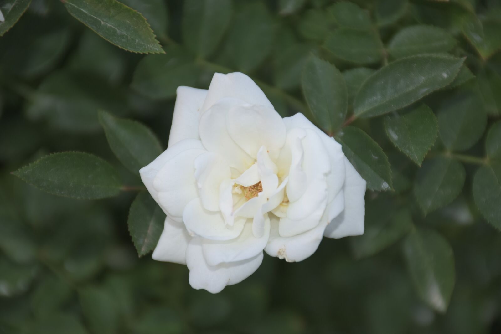 Nikon D5600 sample photo. White rose, nature, spring photography