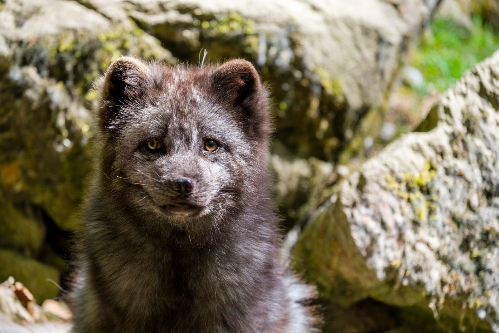 Fujifilm X-T2 + Fujifilm XF 55-200mm F3.5-4.8 R LM OIS sample photo. Fuchs, arctic fox, ice photography