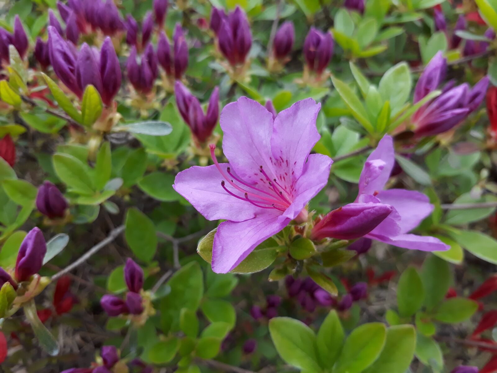 Samsung Galaxy On7(2016) sample photo. Azalea, flowers, petal photography
