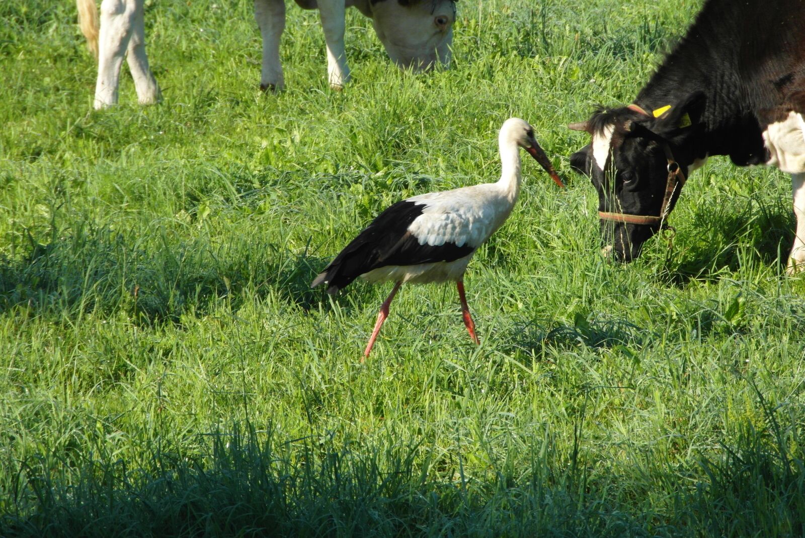 Samsung WB750 sample photo. Stork, bird, flying photography