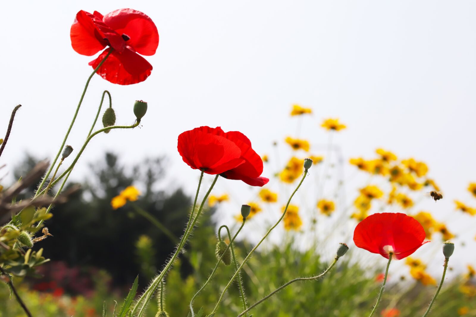 Canon EOS 6D Mark II sample photo. Poppy, flowers, plants photography