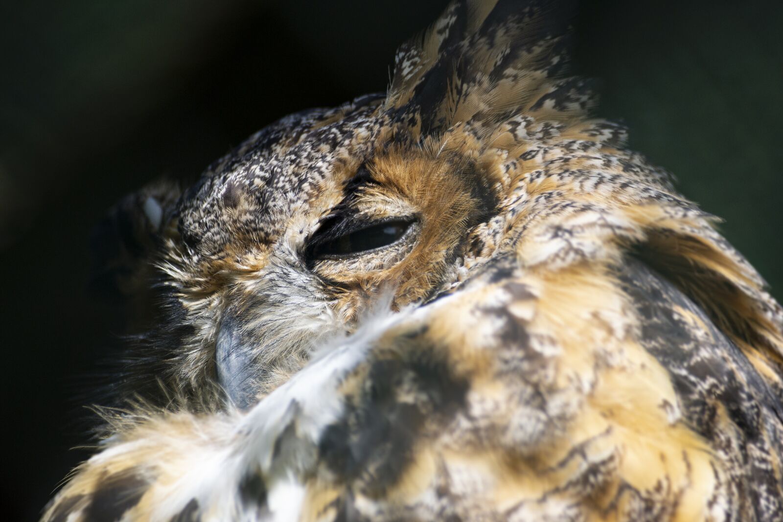 Nikon D3100 sample photo. Animal, zoo, owl photography