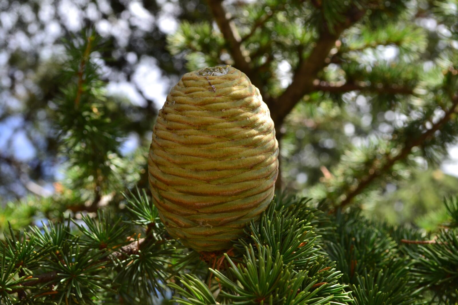 Nikon D3100 sample photo. Pine cone, the sun photography