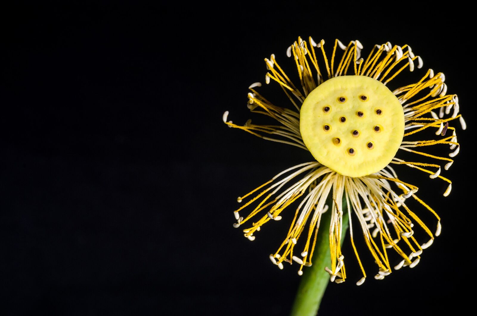 Nikon D7000 sample photo. Lotus, plant, potted plants photography