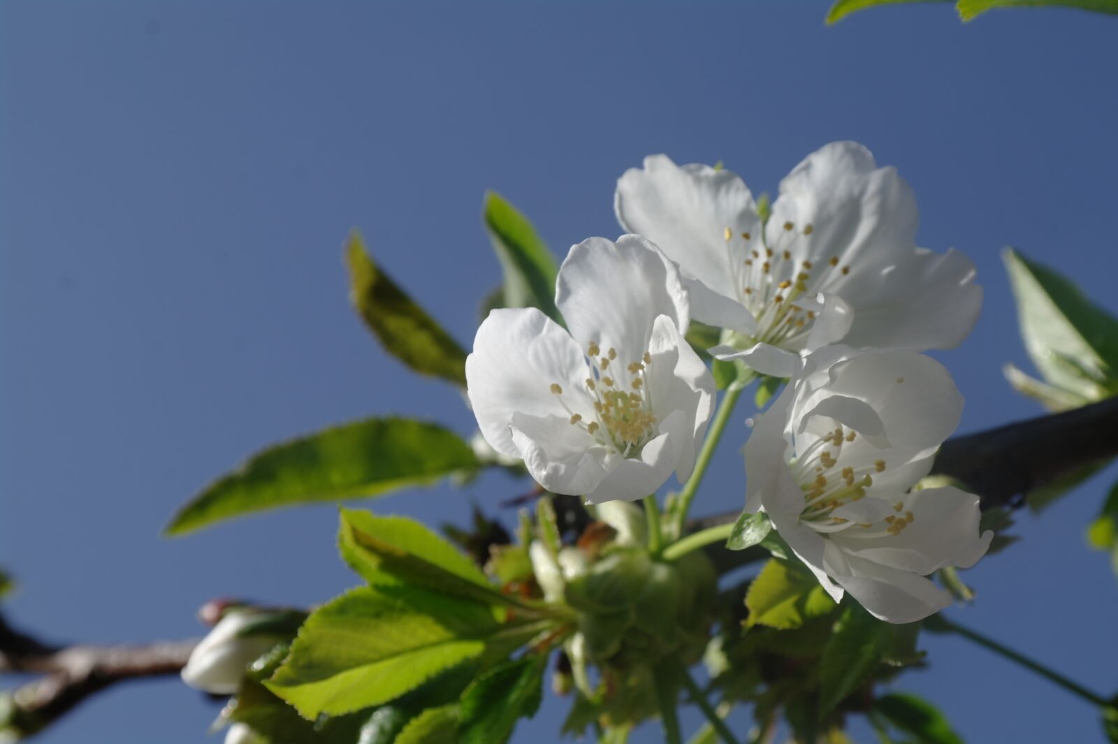 Samsung NX10 sample photo. Flower, cherry, spring photography