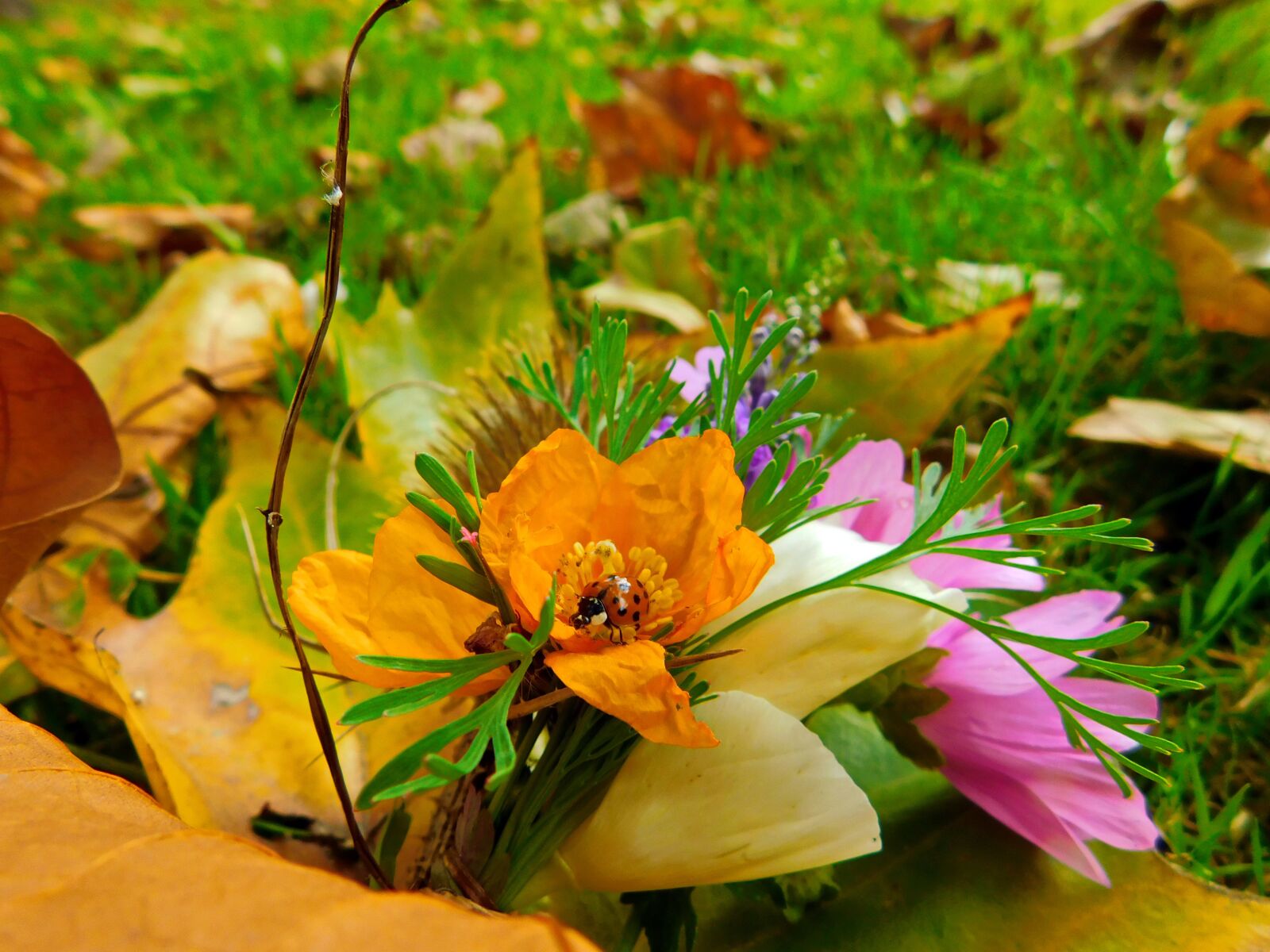 Nikon Coolpix B500 sample photo. Close-up, flowers, colorful photography