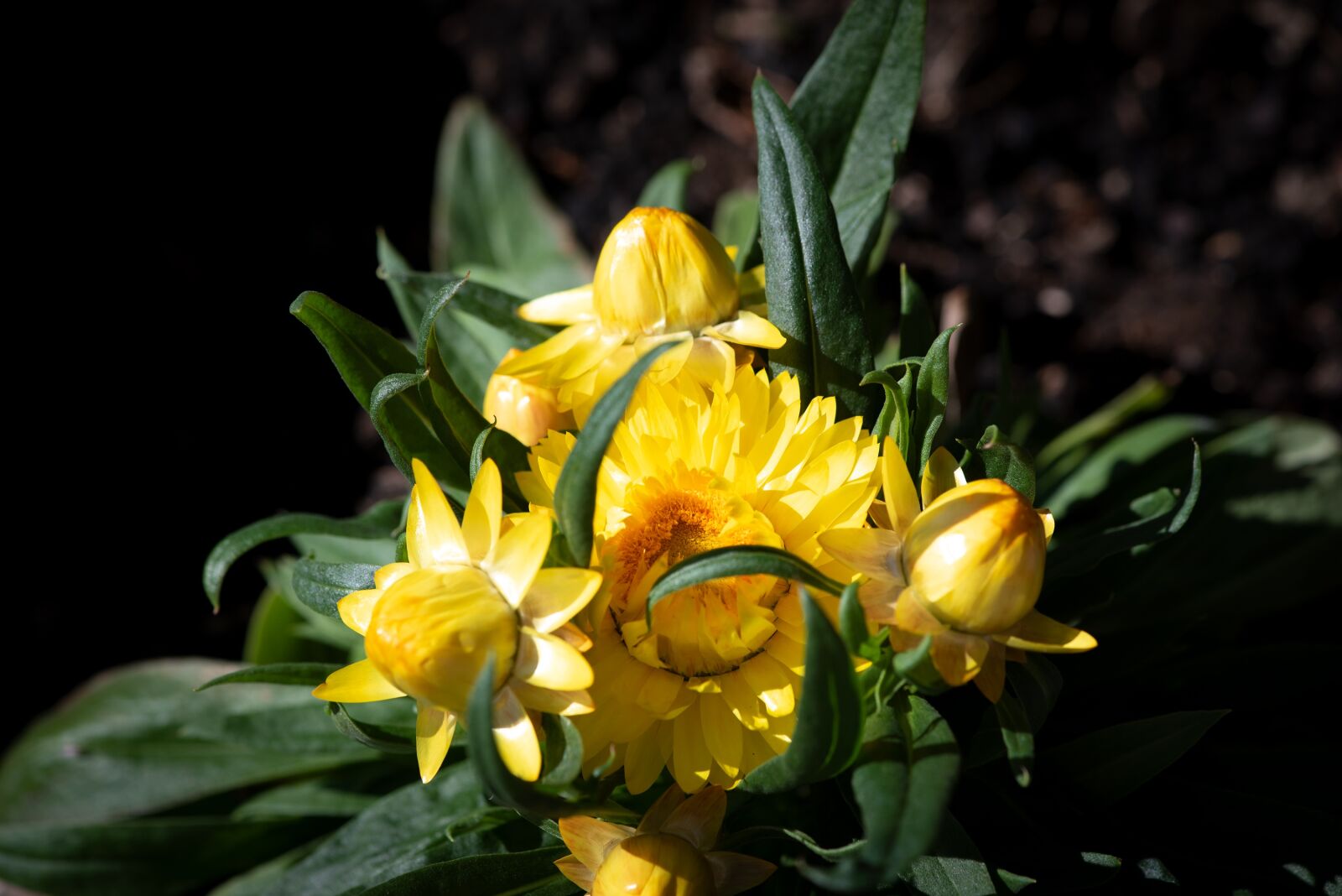Nikon D750 sample photo. Italicum, yellow, flower photography