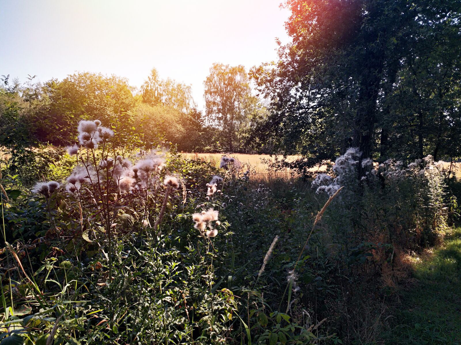 HMD Global Nokia 8 sample photo. Dandelion, nature, netherlands photography