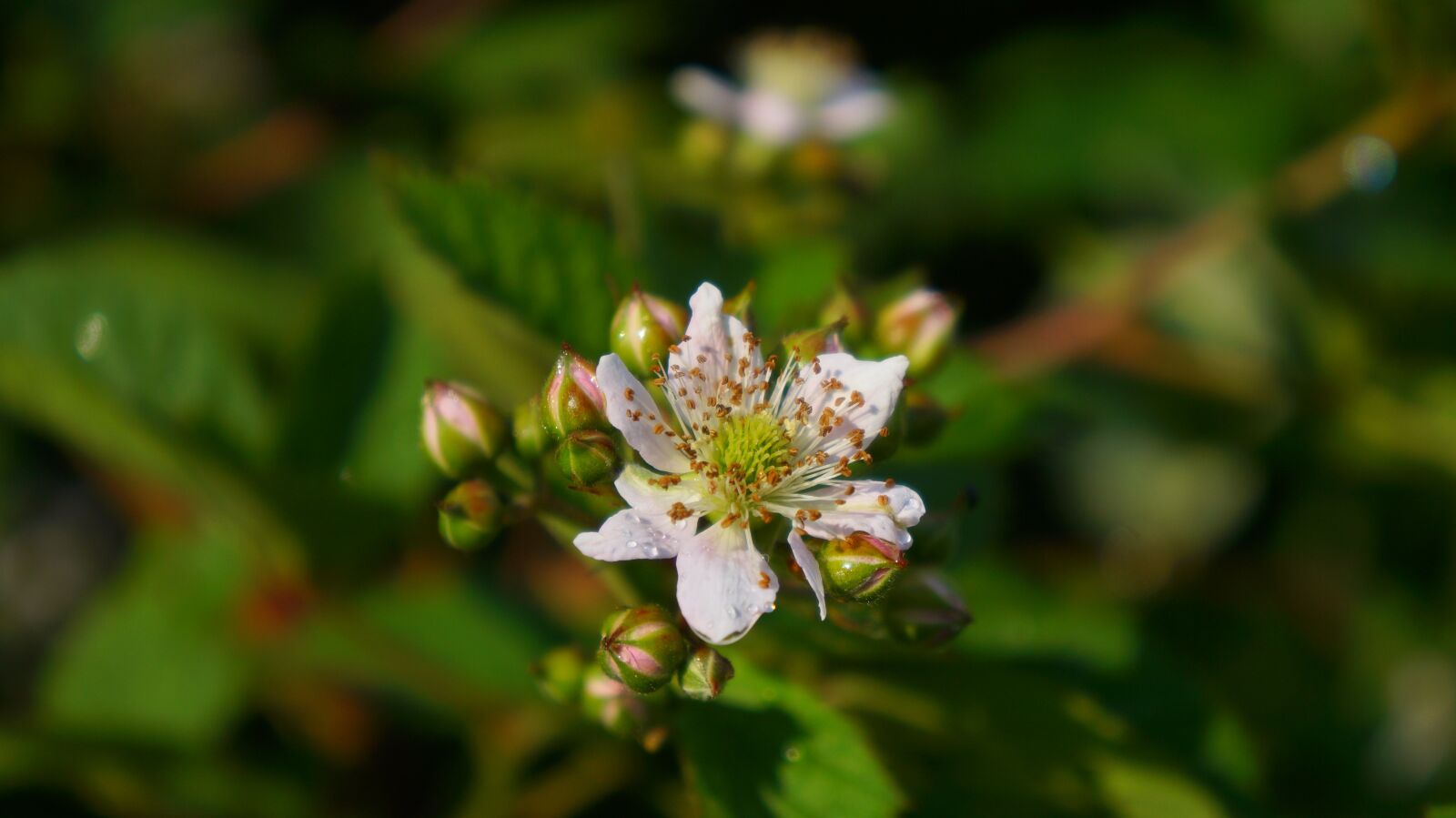 Sony Alpha a3000 + Sony E 18-55mm F3.5-5.6 OSS sample photo. Nature, plants, flowering blackberry photography