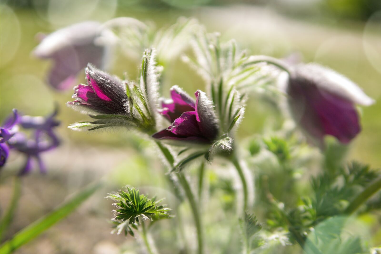 30mm F1.4 DC DN | Contemporary 016 sample photo. Flower, purple, nature photography