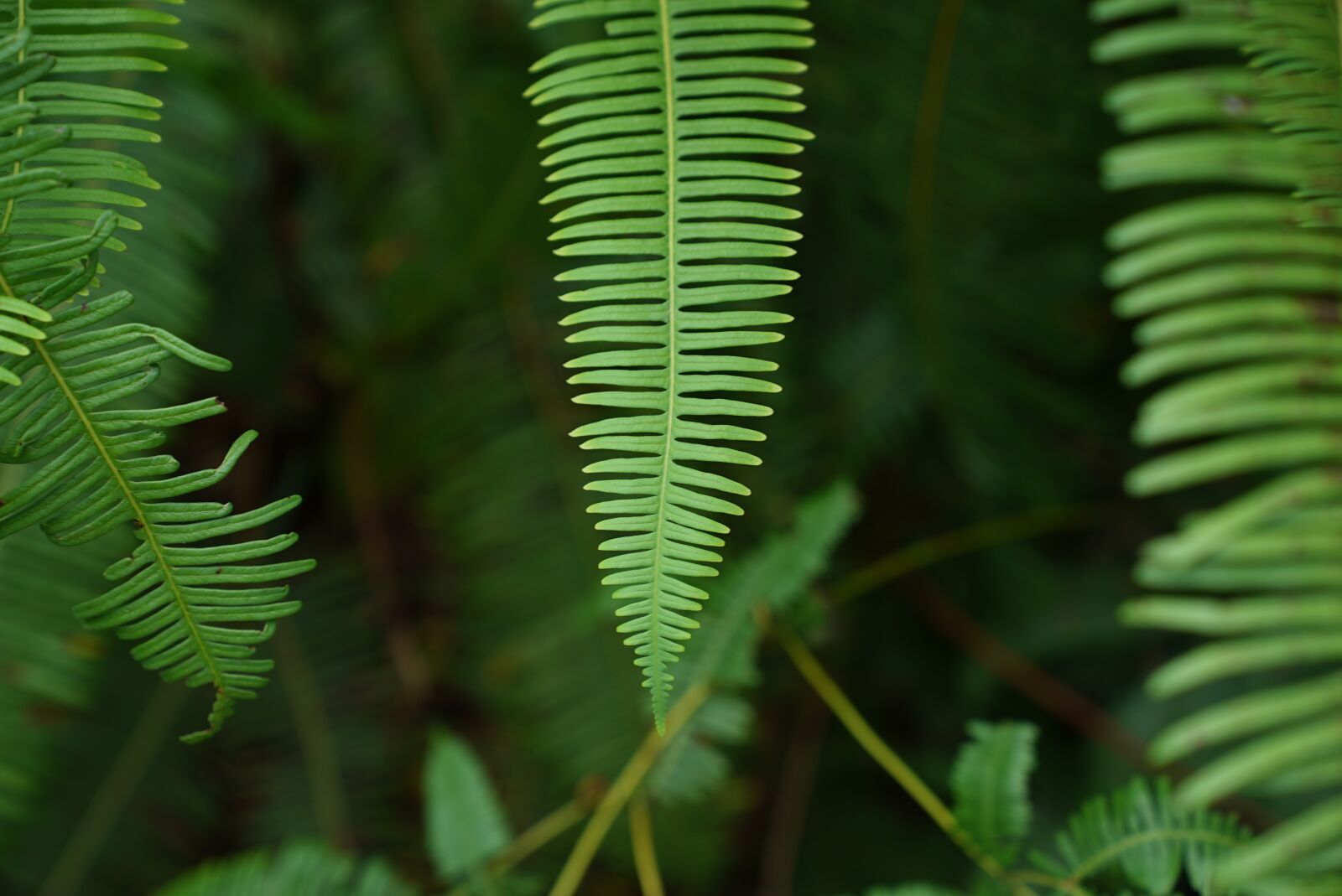 Sony a7S + Sony FE 24-70mm F2.8 GM sample photo. Ferns, wild, tropical jungle photography