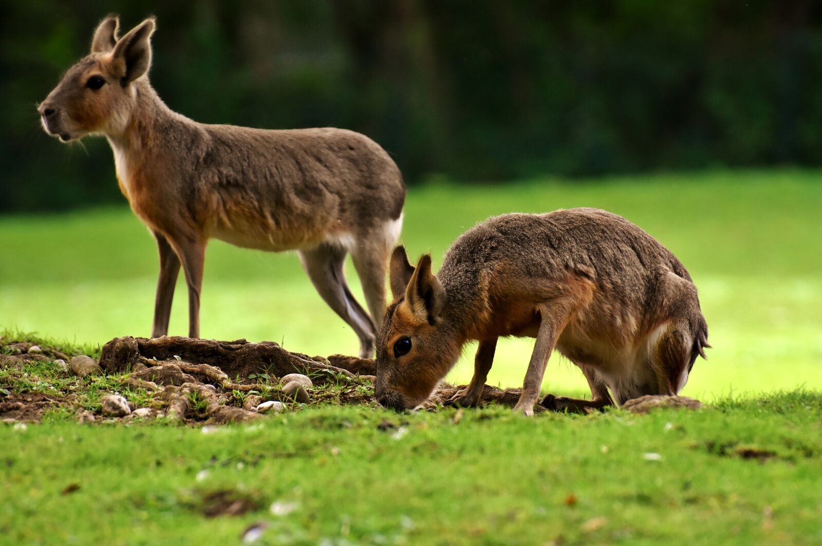 Nikon D7200 sample photo. Mara mammal, wild animal photography