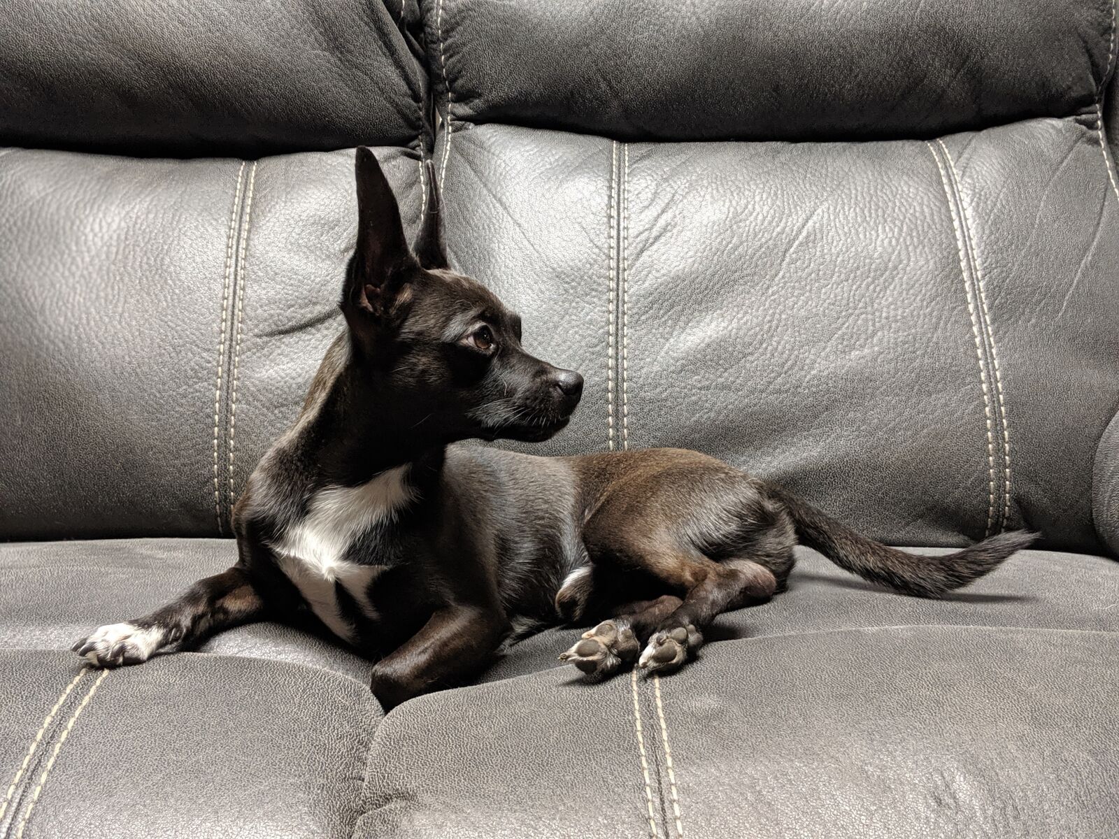 Google Pixel 2 sample photo. Chihuahua, choweenie, dog photography