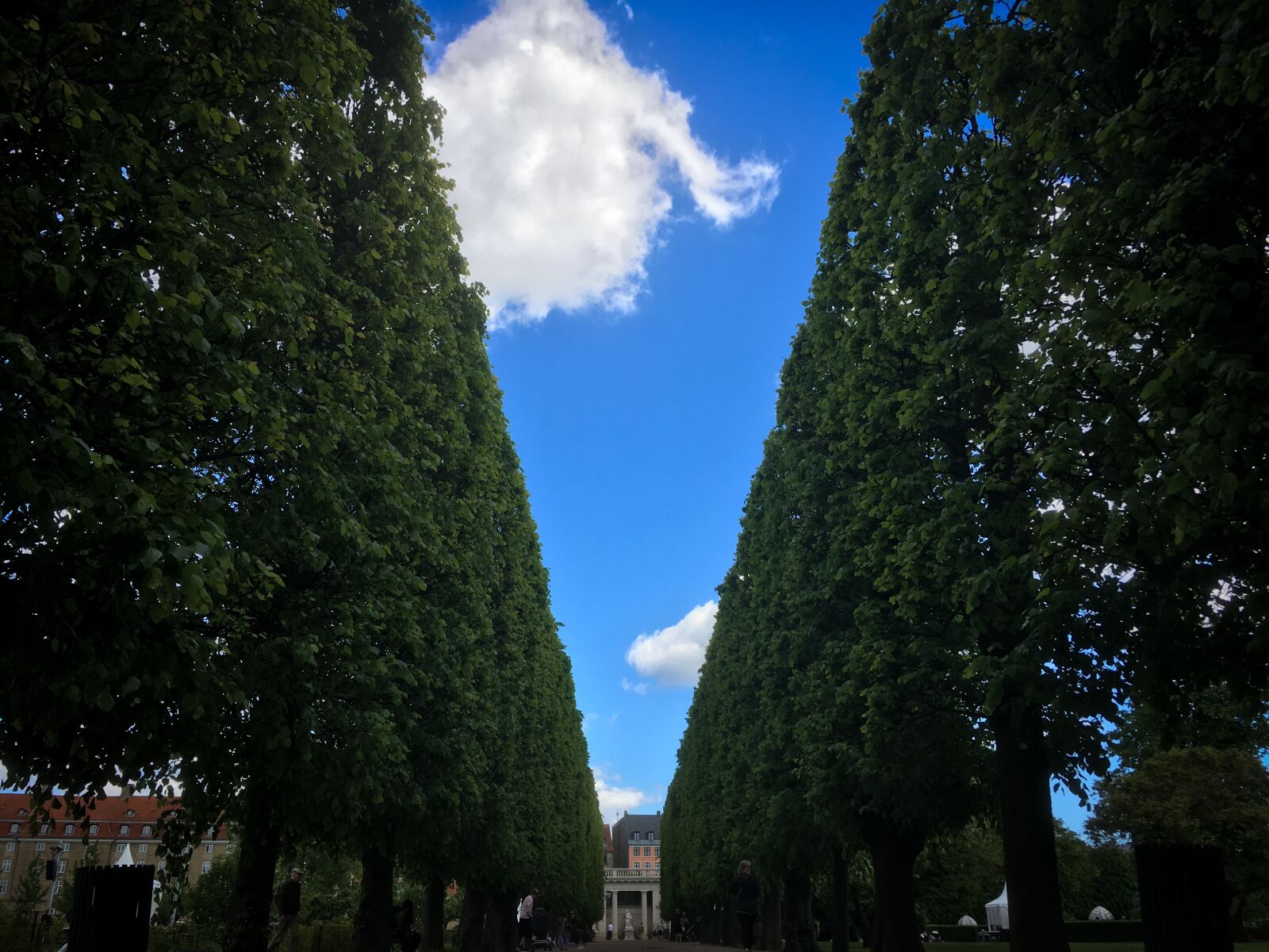 Apple iPhone SE sample photo. Trees, sky, holiday photography