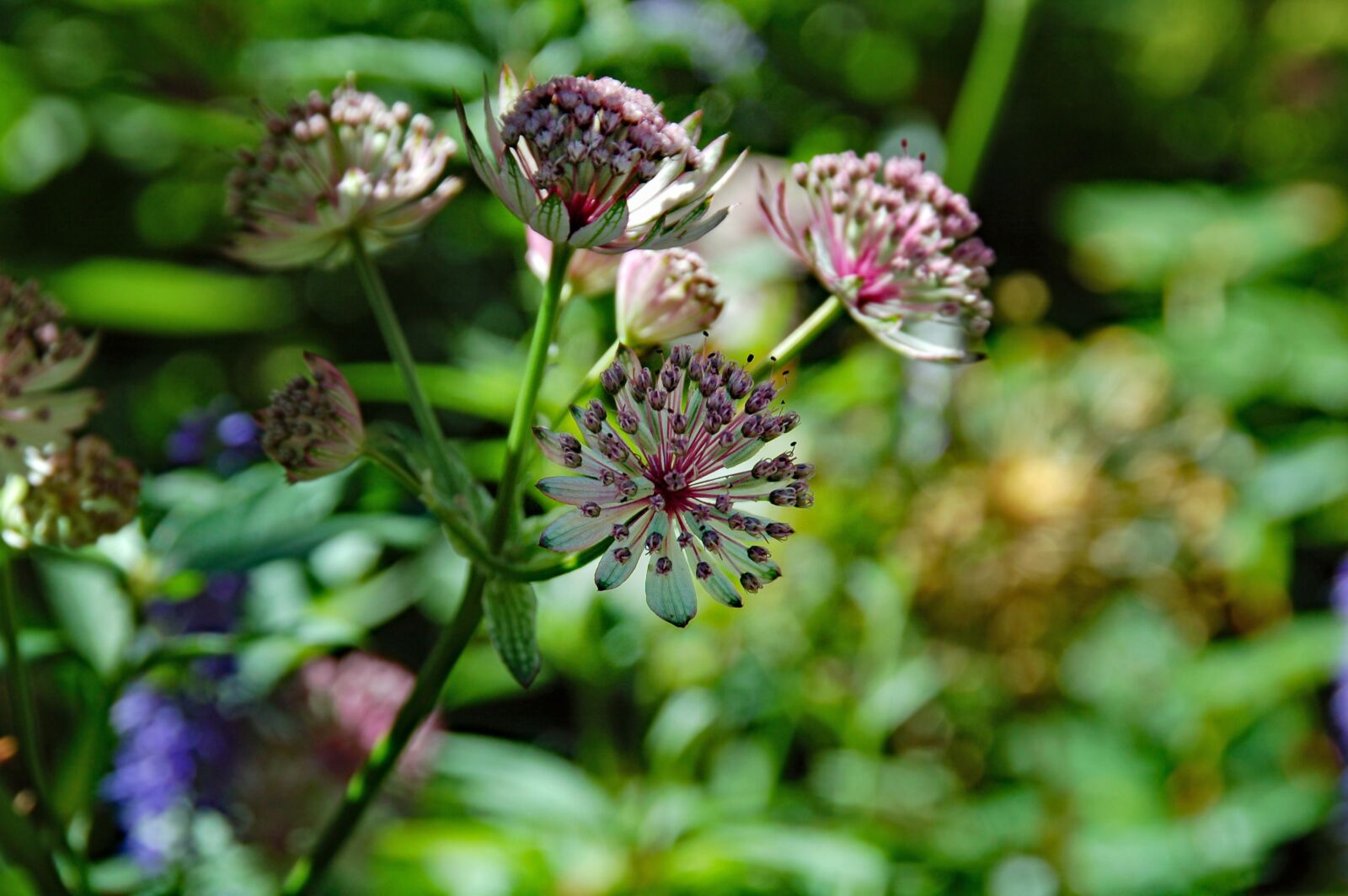 Nikon D50 sample photo. Flower, wild, garden photography