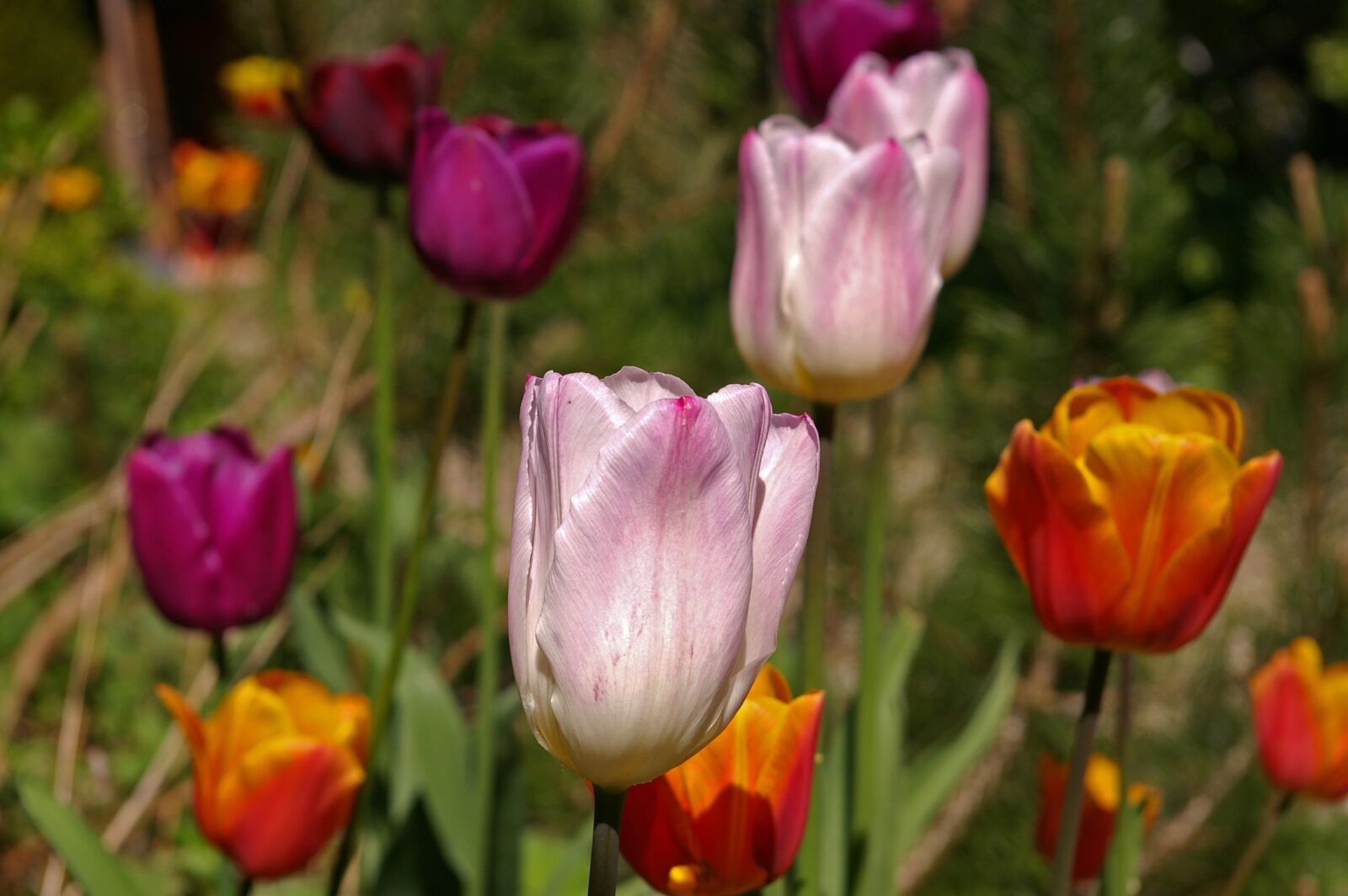 Pentax *ist DL2 sample photo. Tulips, white tulips, red photography