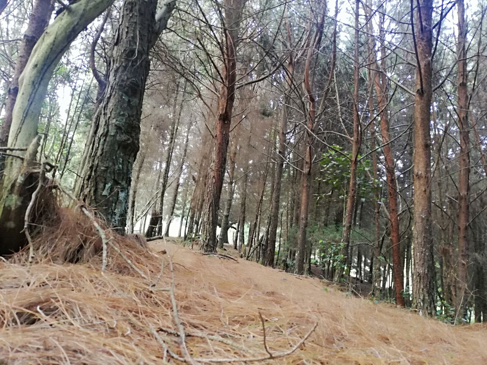 HUAWEI P20 lite sample photo. Forest, countryside, landscape photography