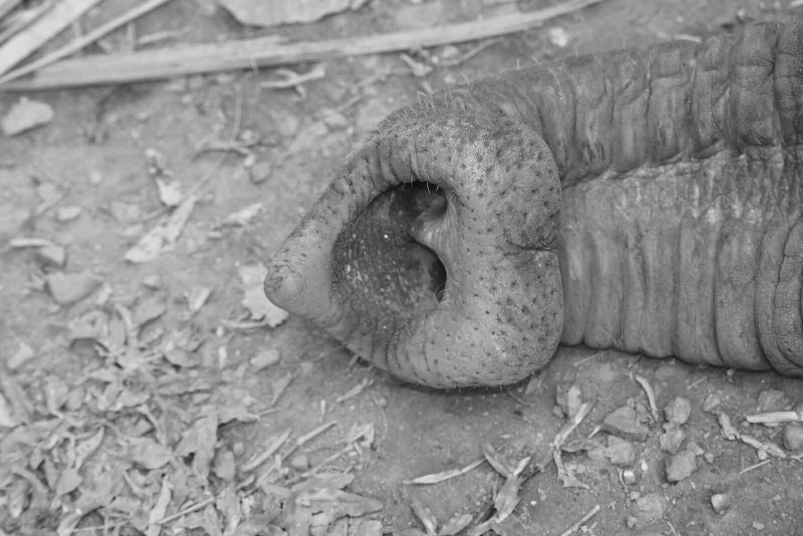 Canon EOS 650D (EOS Rebel T4i / EOS Kiss X6i) sample photo. Trunk, elephant, skin photography
