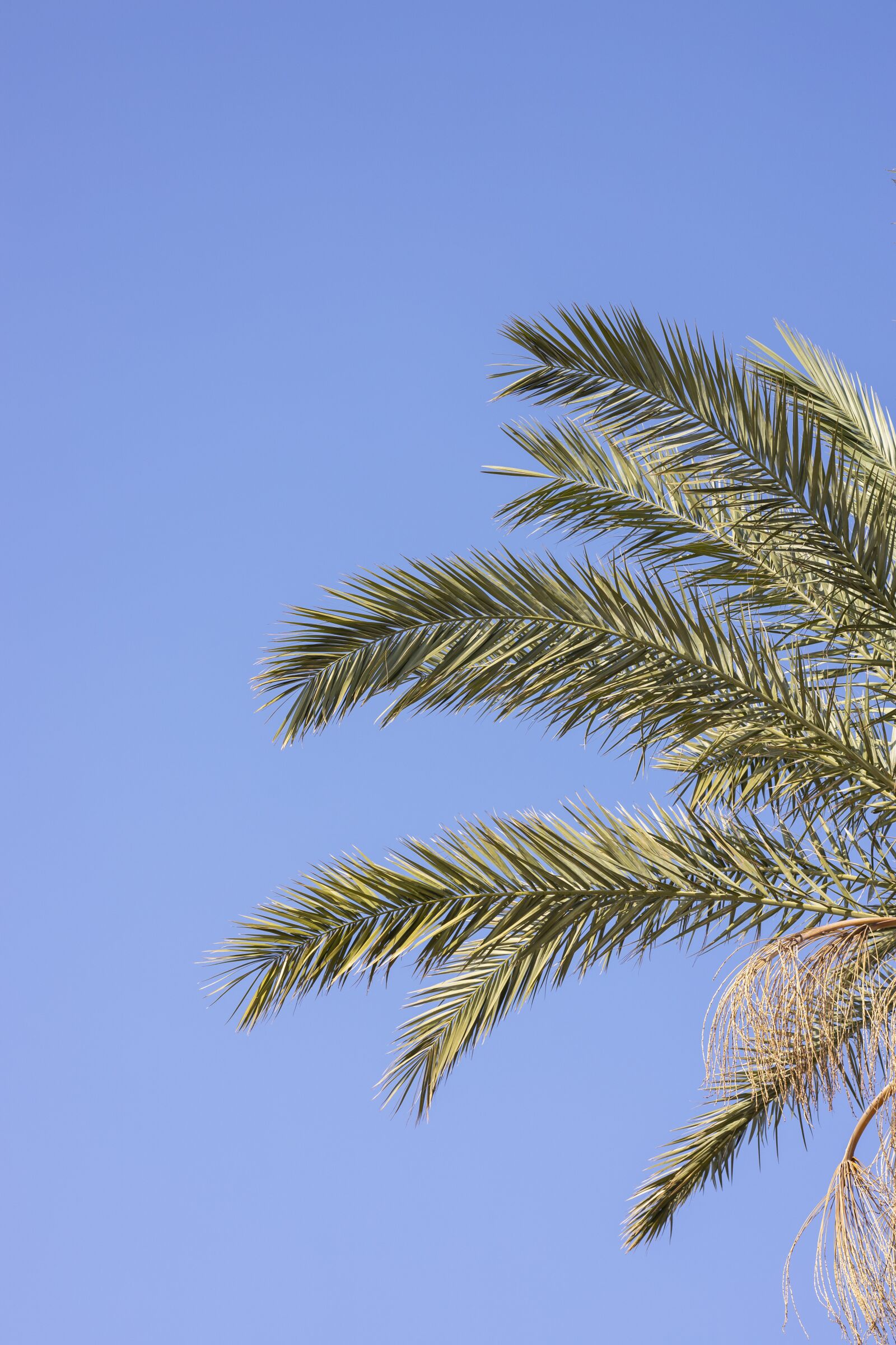 Canon RF 85mm F1.2L USM sample photo. Palm, tree, tropical photography