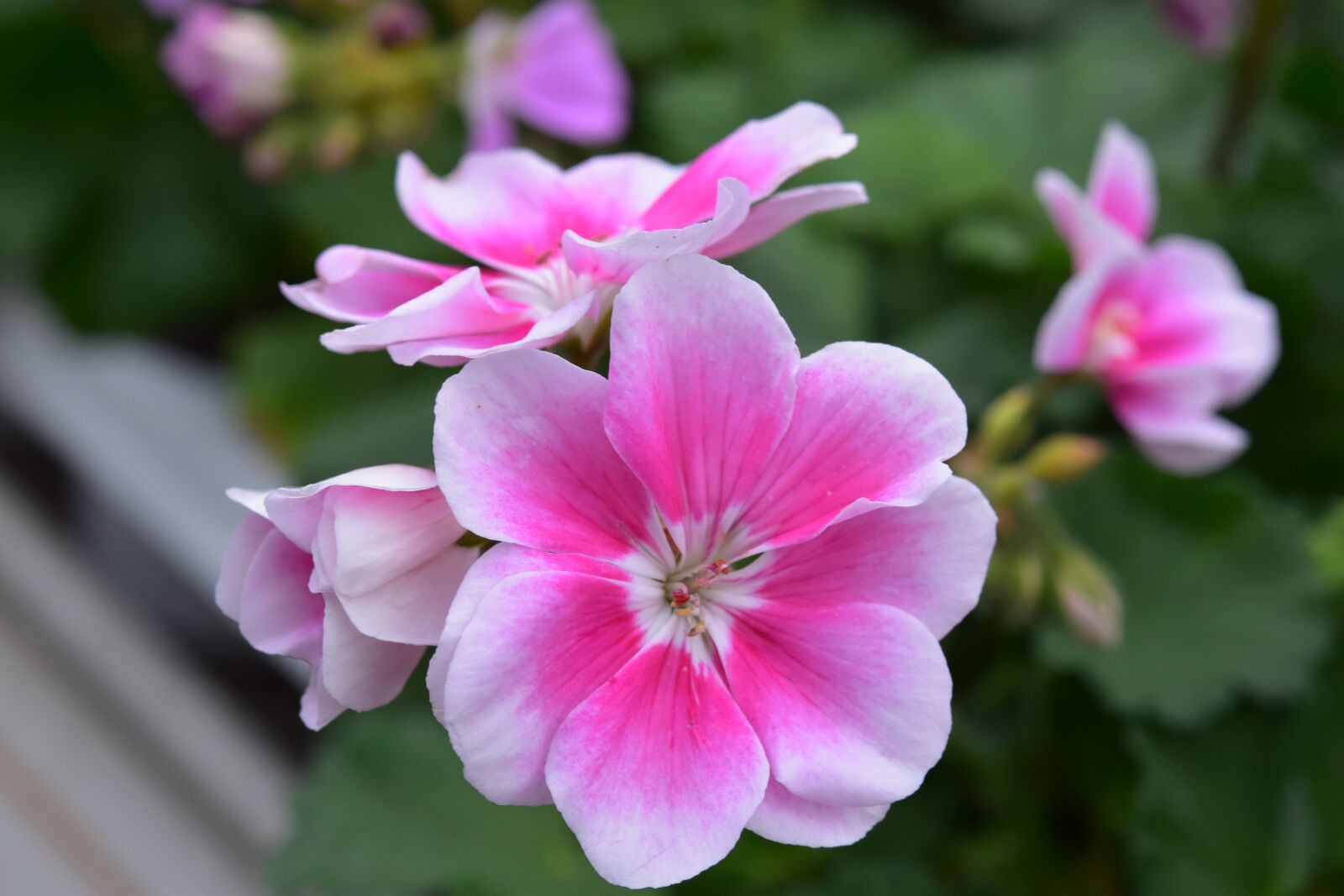 Nikon D5600 sample photo. Flower, geranium flowers, rose photography