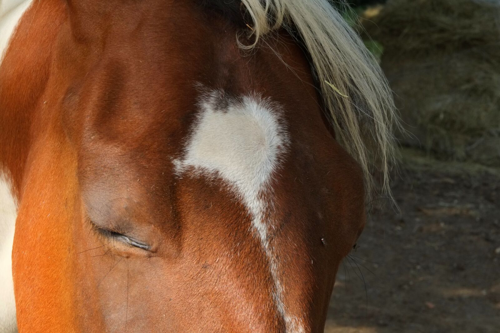Fujifilm X-E1 sample photo. Horse, horse head, brown photography