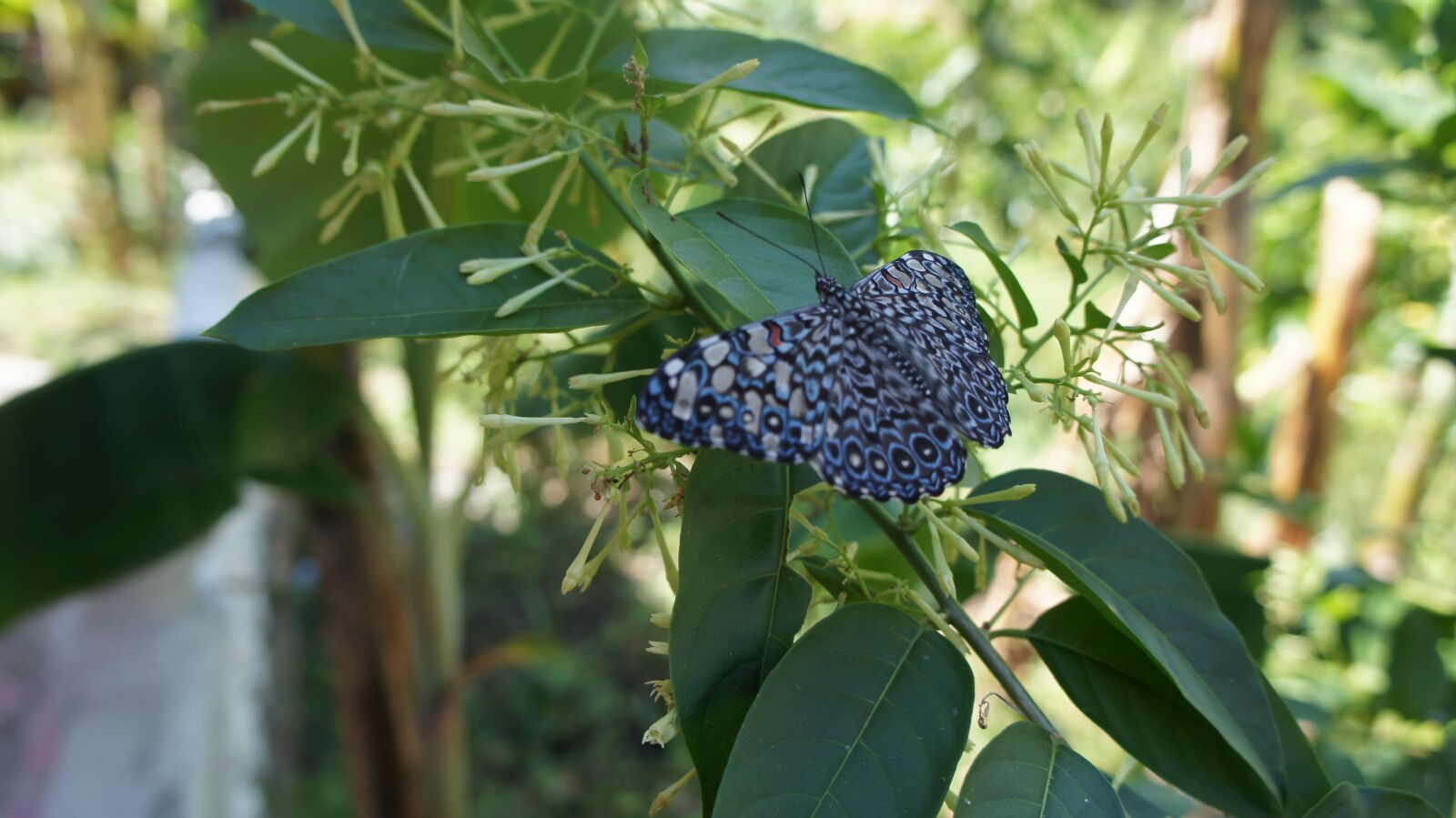 Sony Alpha NEX-C3 + Sony E 18-55mm F3.5-5.6 OSS sample photo. Nature, butterfly, vegetation photography