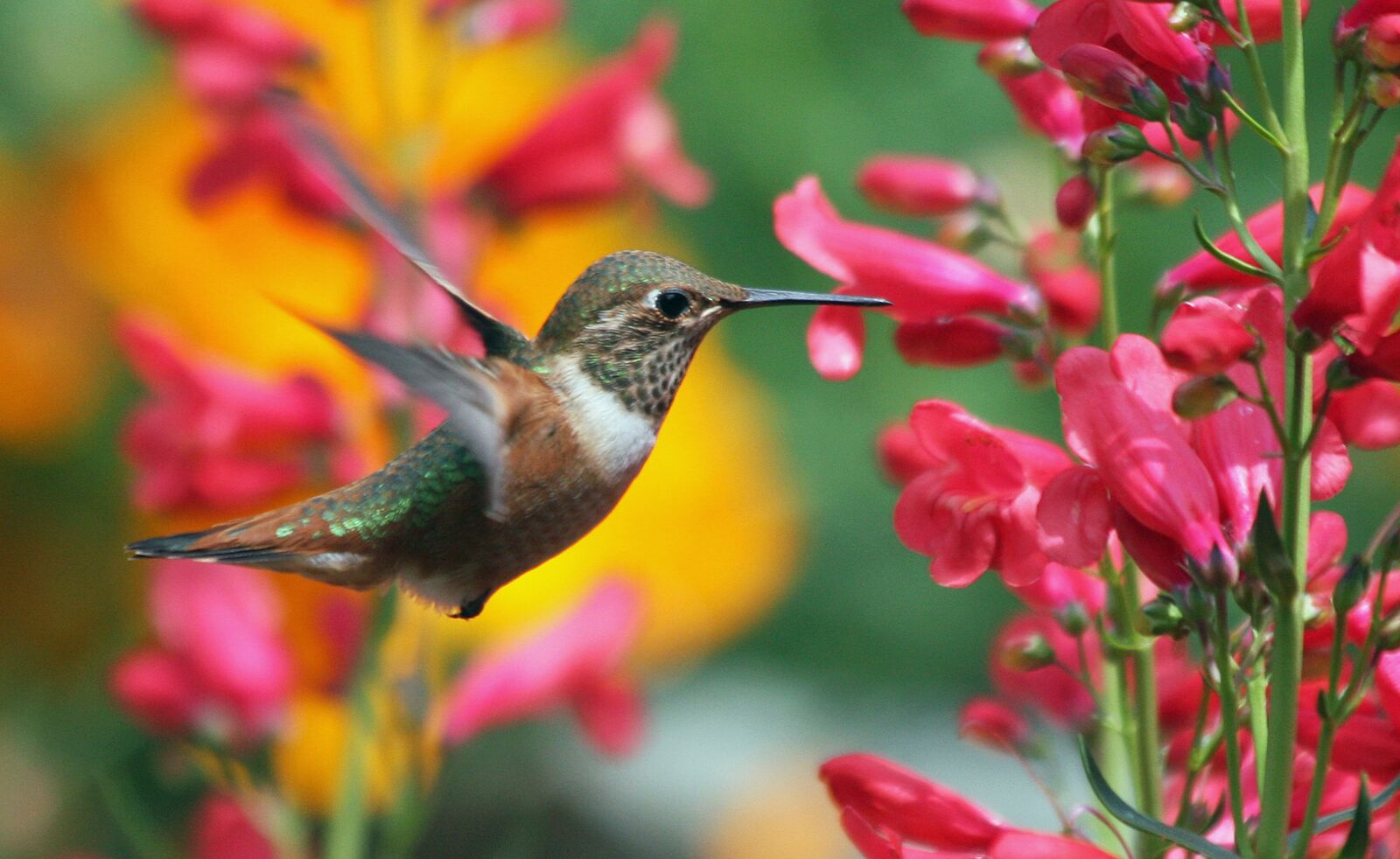 Canon EOS 40D sample photo. Hummingbird, bird, flowers photography