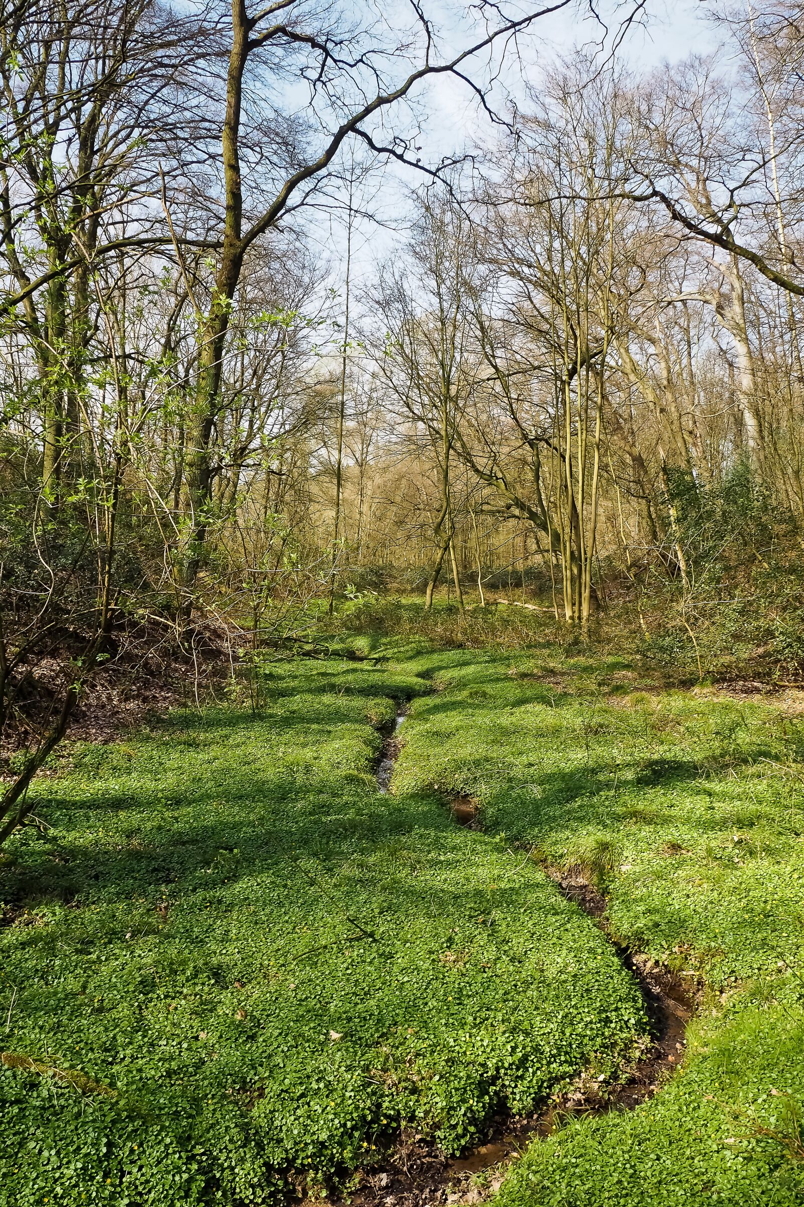 Olympus OM-D E-M10 sample photo. Forest, landscape, bach photography