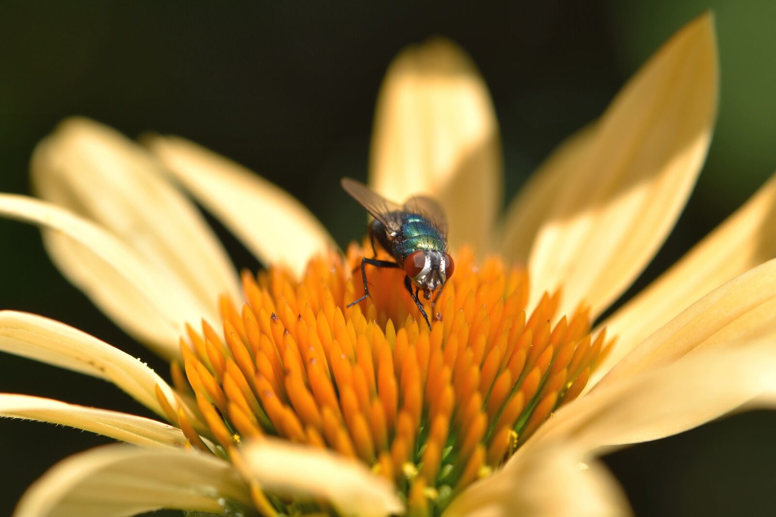 Nikon D5600 sample photo. Fly, colorful, blow fly photography