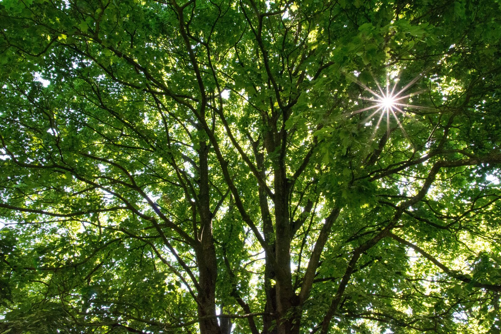 Nikon D7100 sample photo. Tree, sun, green photography