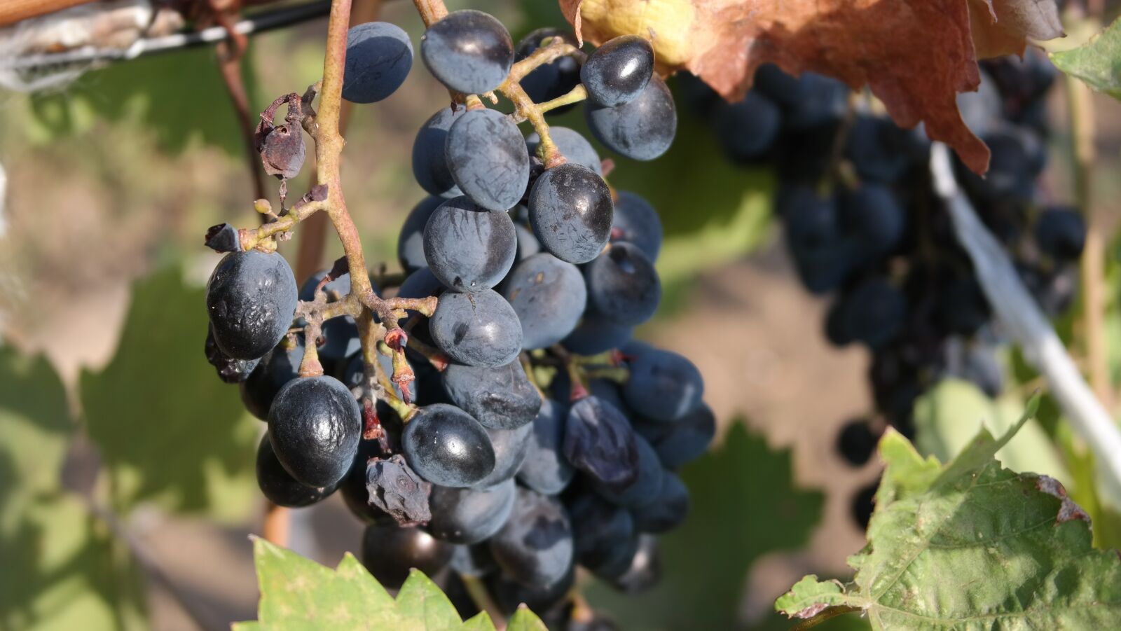 Samsung NX300 sample photo. Grapes, loza, fruit photography