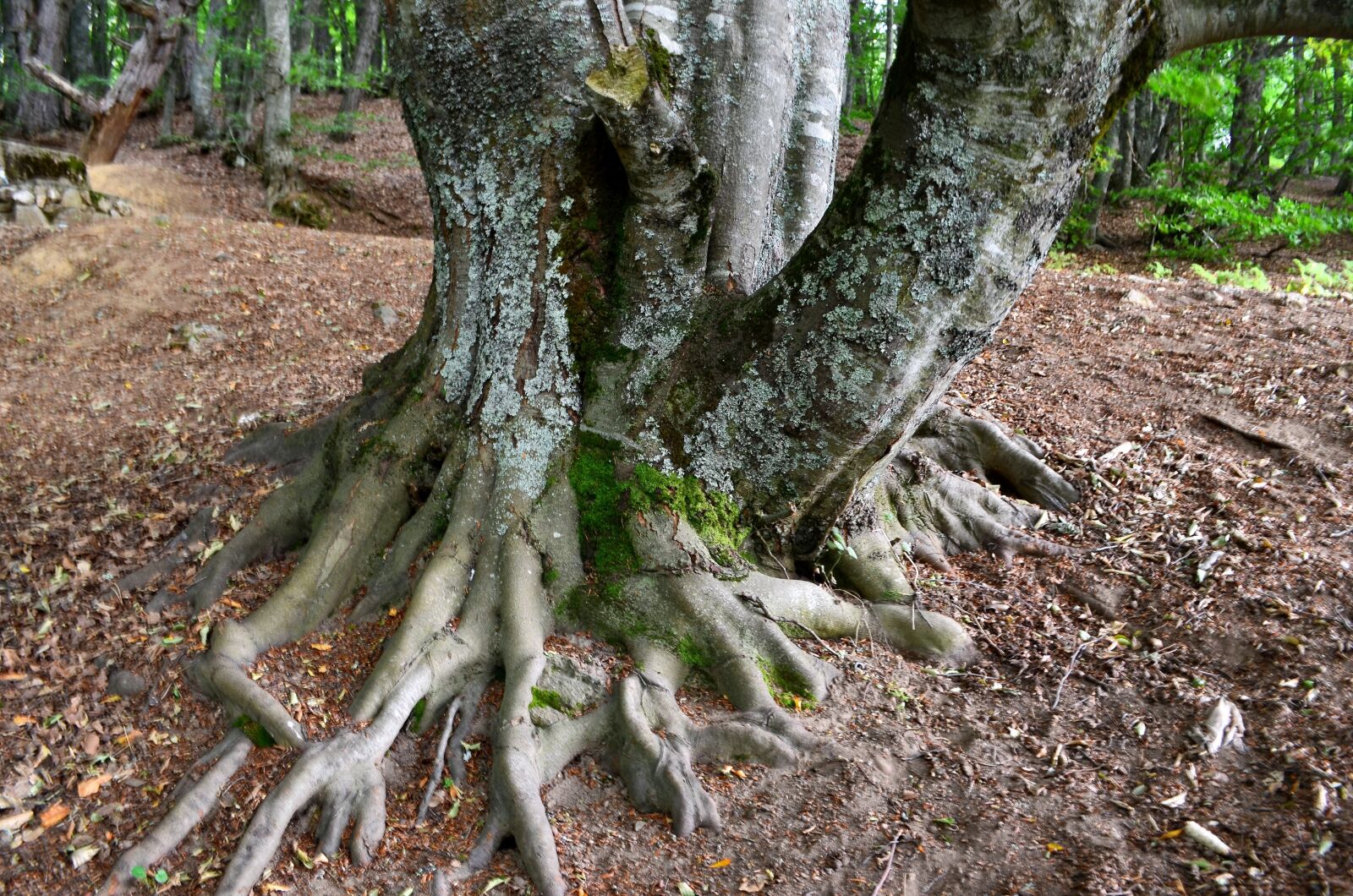Nikon D5100 sample photo. Forest, tree, nature photography