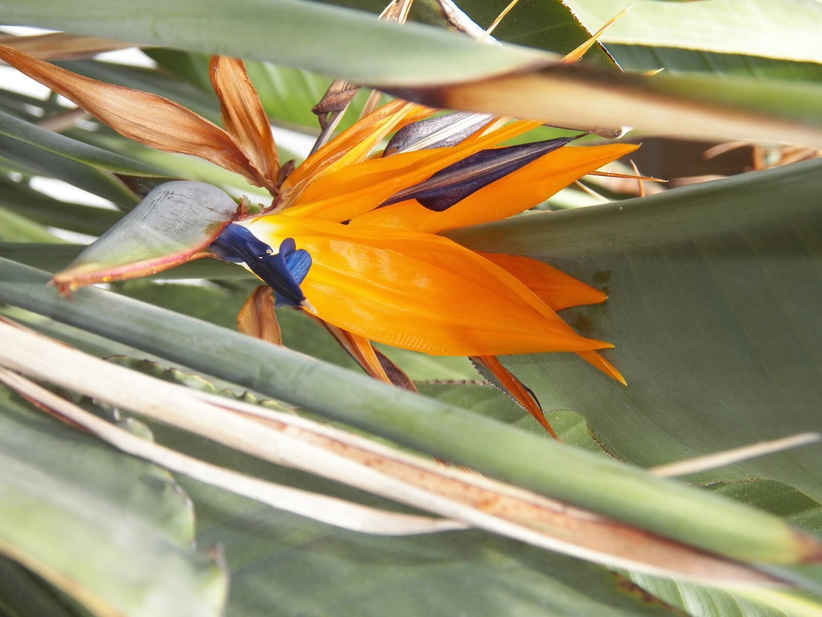 Kodak EasyShare Z990 (EasyShare Max) sample photo. Flowers, bird of paradise photography