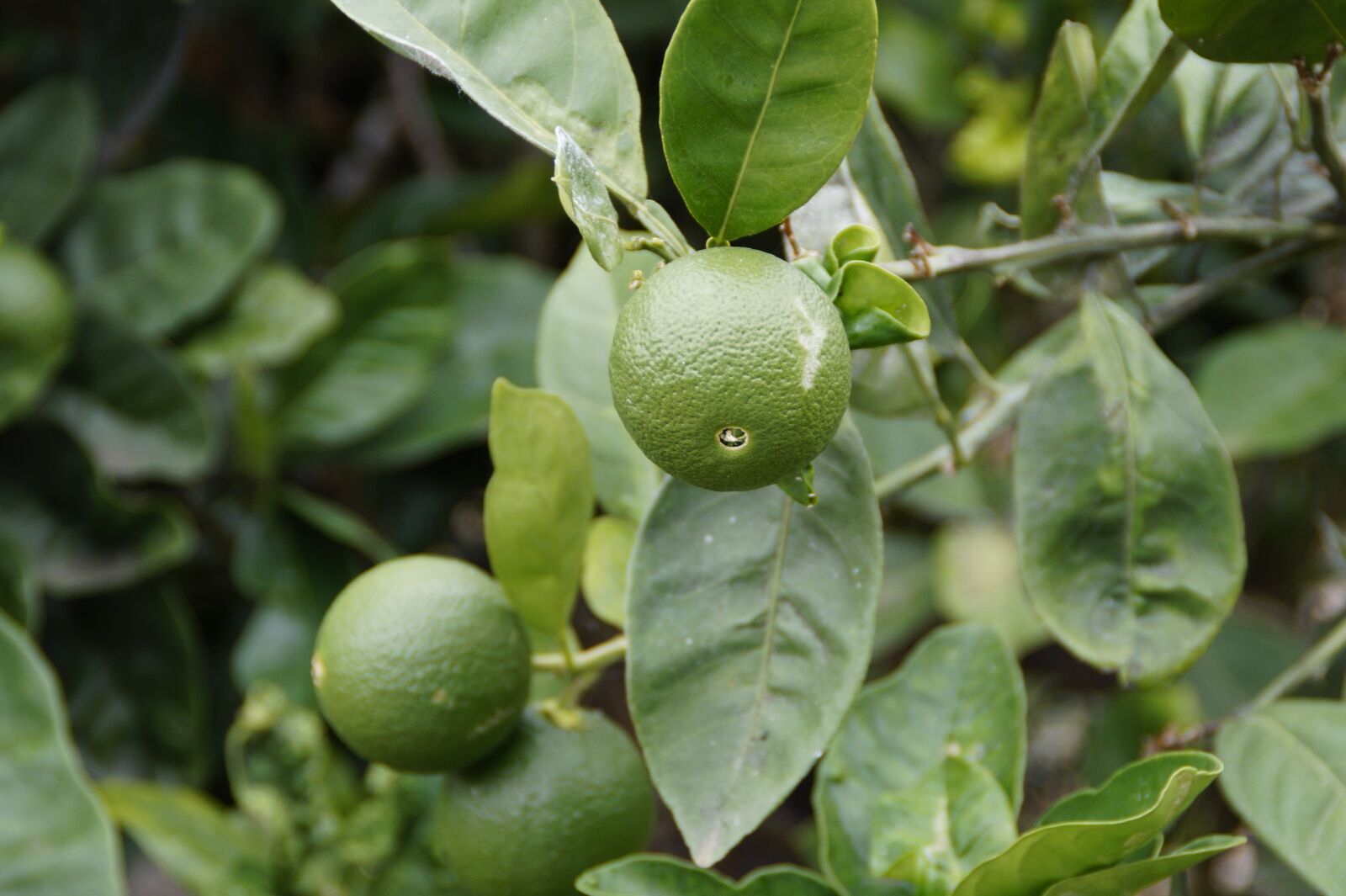 Sony SLT-A58 sample photo. Lime, citrus fruit, fruit photography