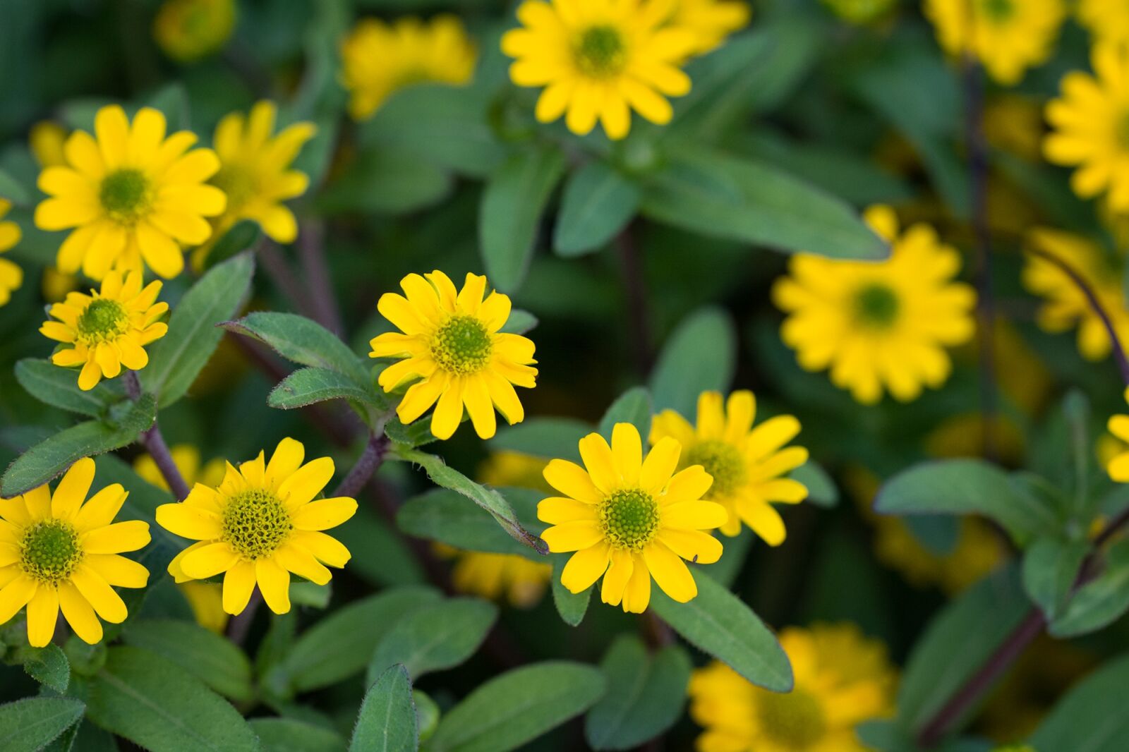 Nikon D7100 sample photo. Sanvitalia procumbens, hussar button photography