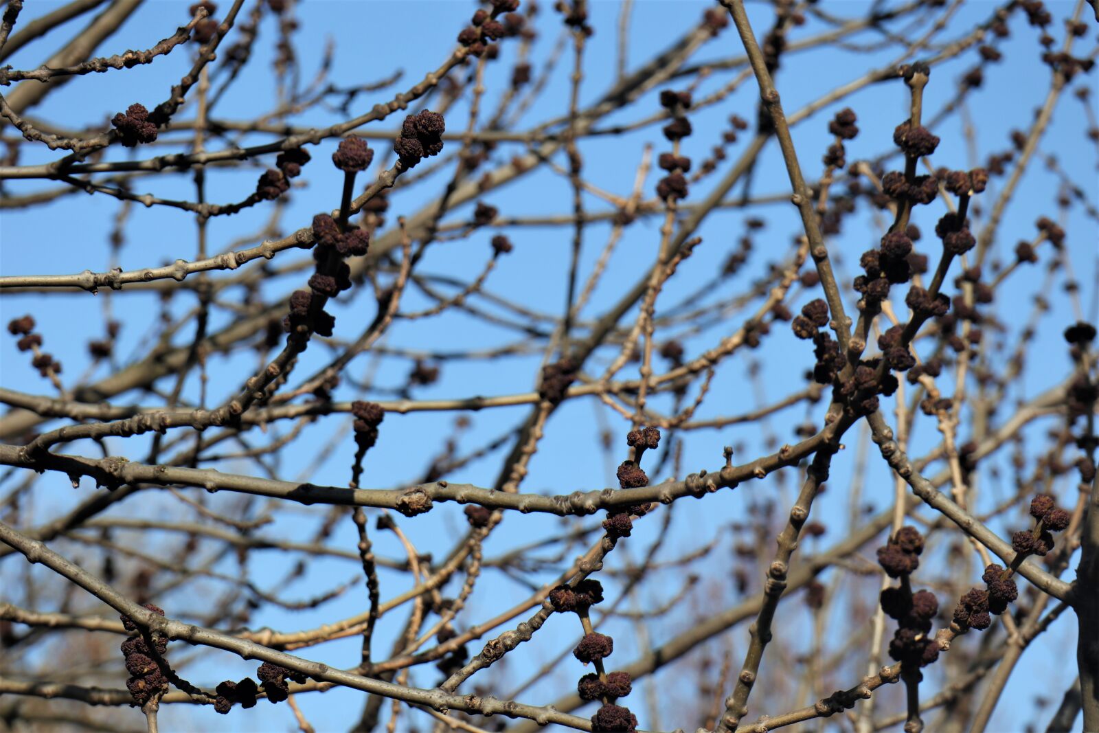 Canon EOS M6 sample photo. Spring, nature, tree photography