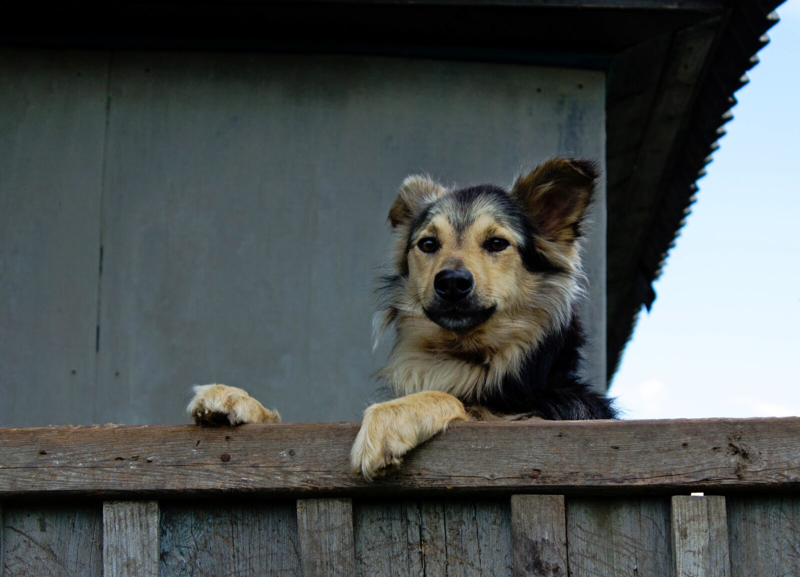 Canon EOS 600D (Rebel EOS T3i / EOS Kiss X5) sample photo. House, fence, dog photography