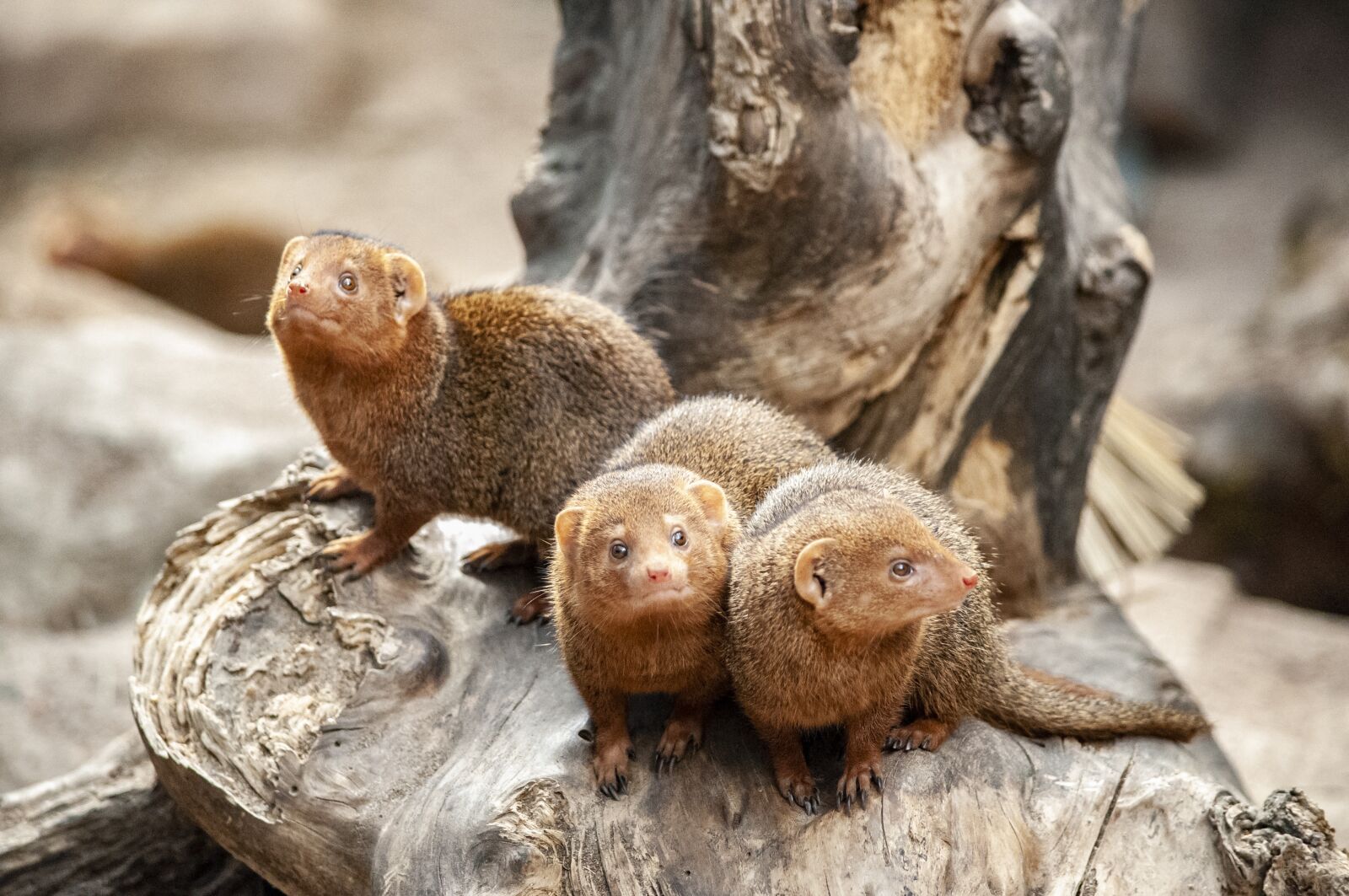 Nikon D5000 sample photo. Mongoose, mammal, small photography